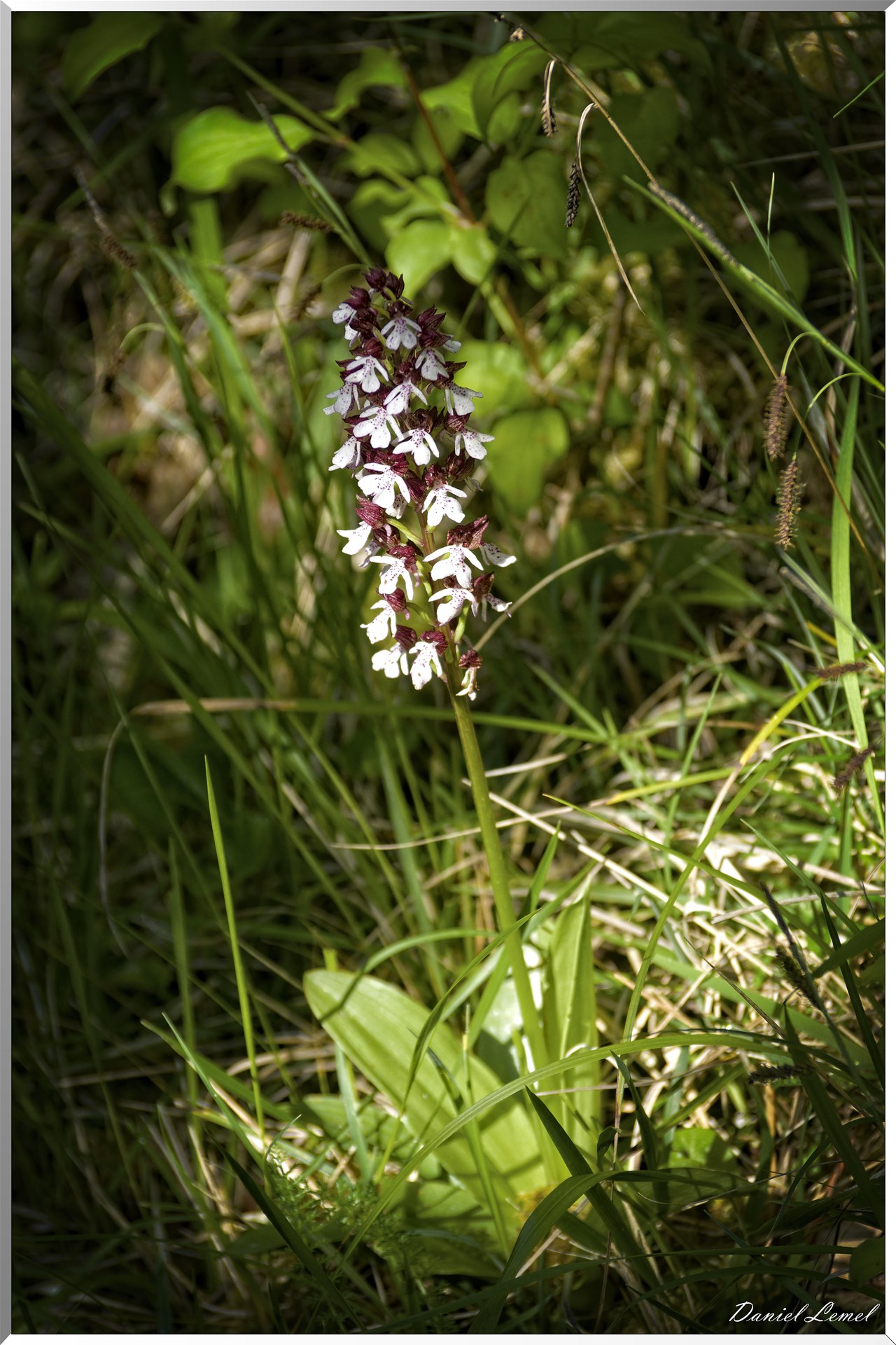 Le Bois de Brillehaut