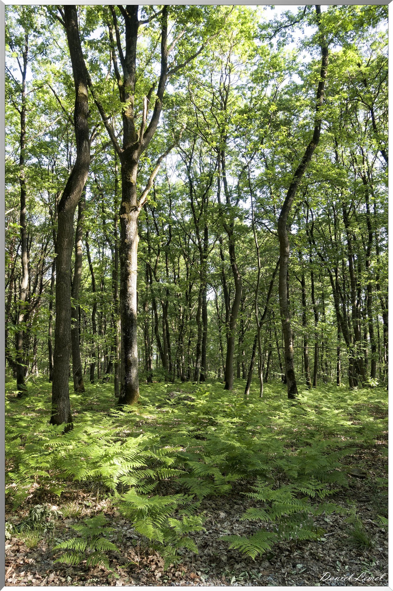 Le Bois de Brillehaut