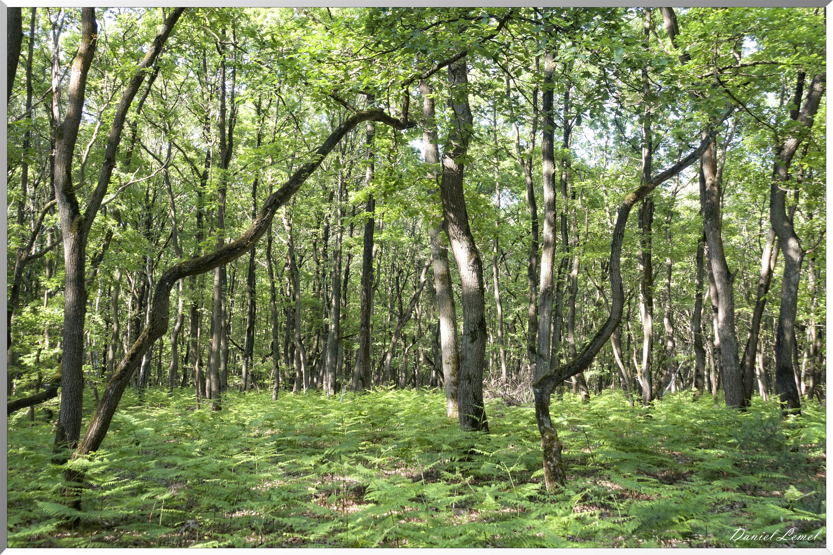 Le Bois de Brillehaut