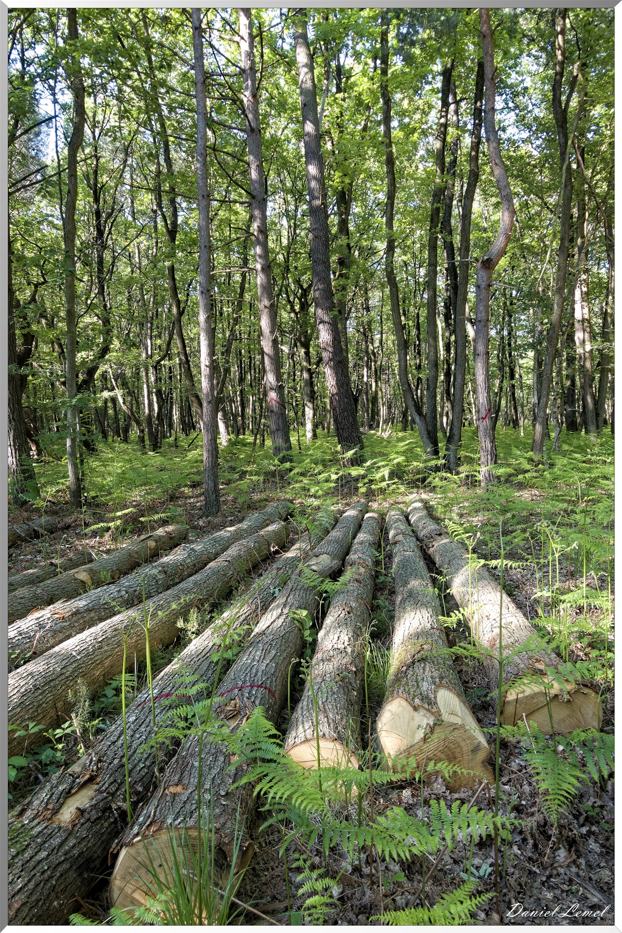 Le Bois de Brillehaut