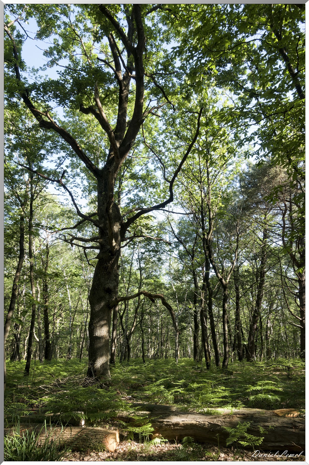 Le Bois de Brillehaut