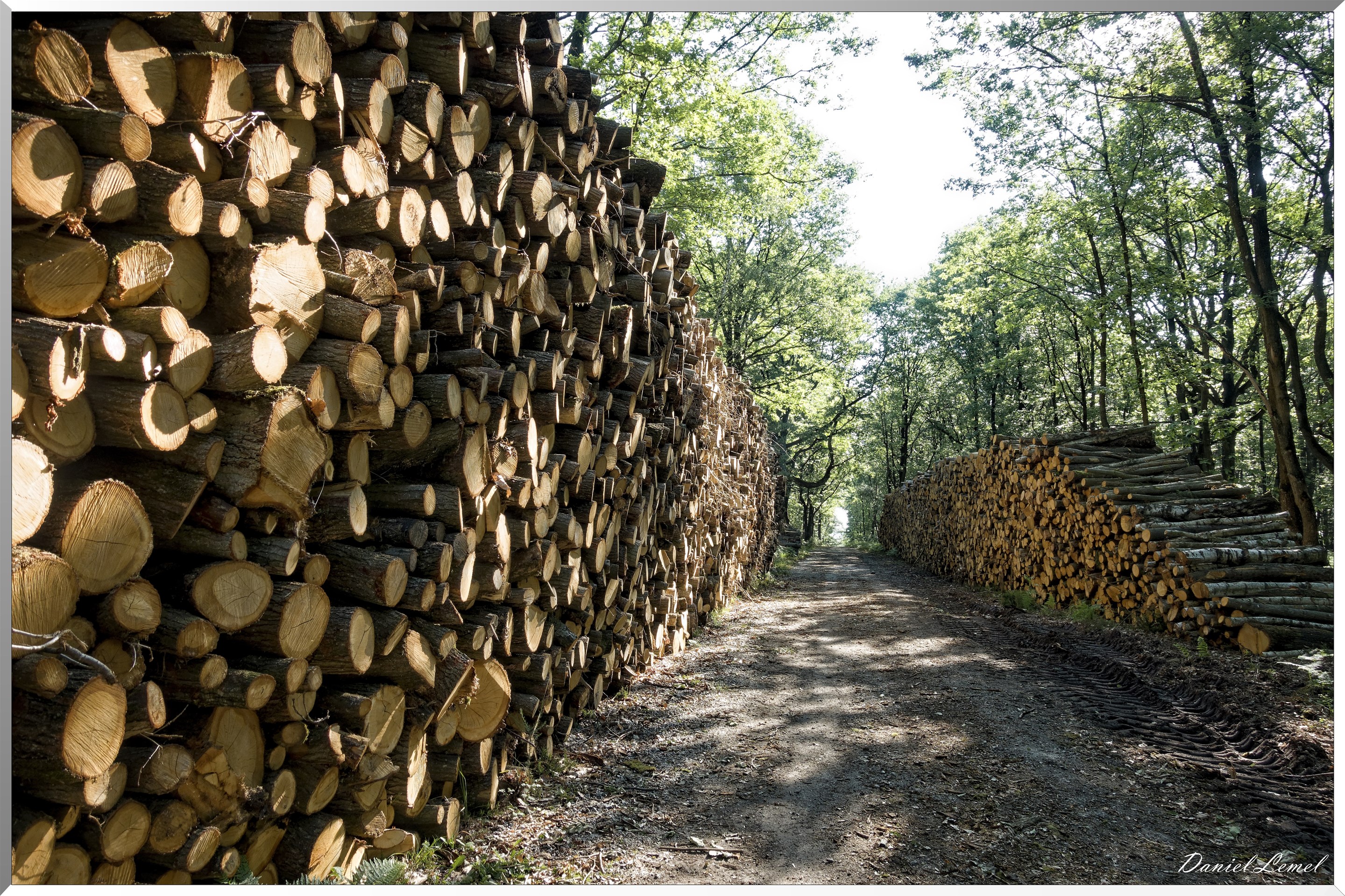 Le Bois de Brillehaut