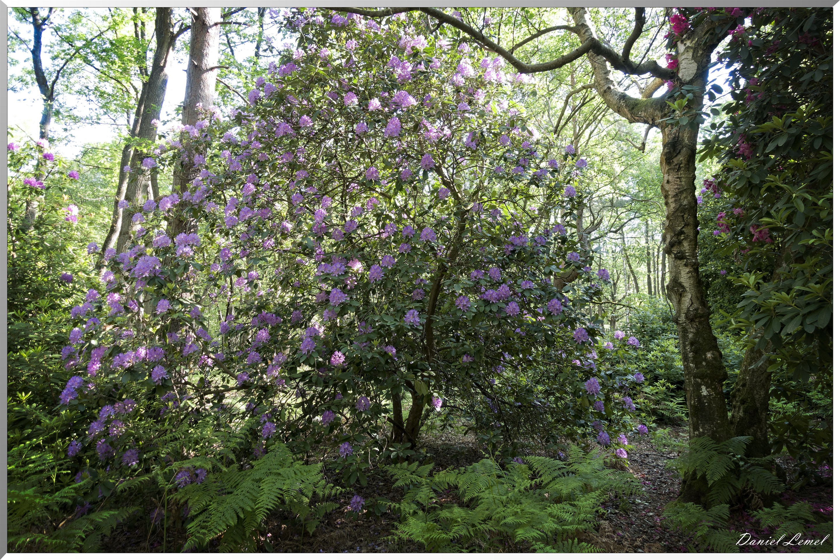 Le Bois de Brillehaut