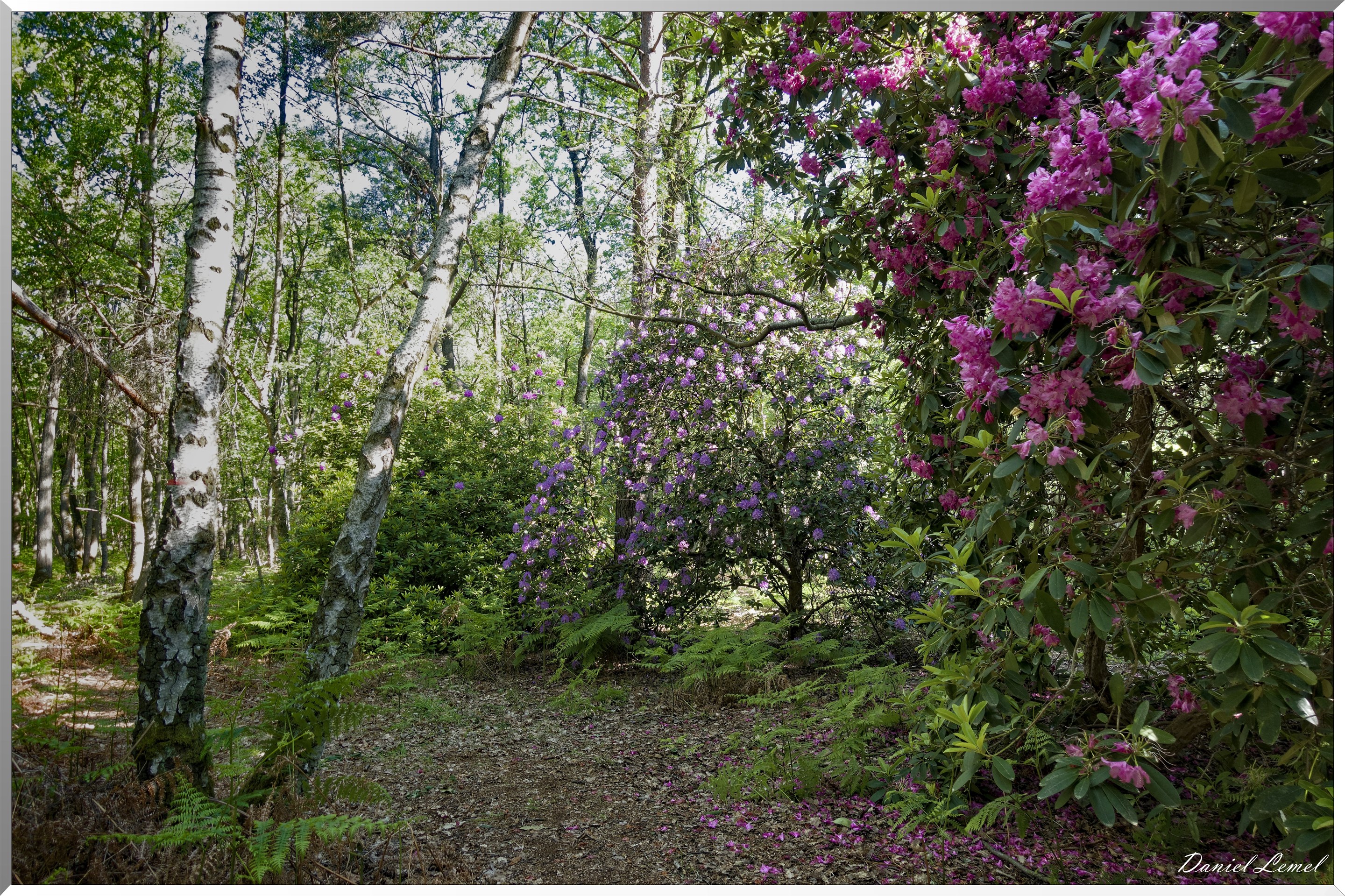 Le Bois de Brillehaut