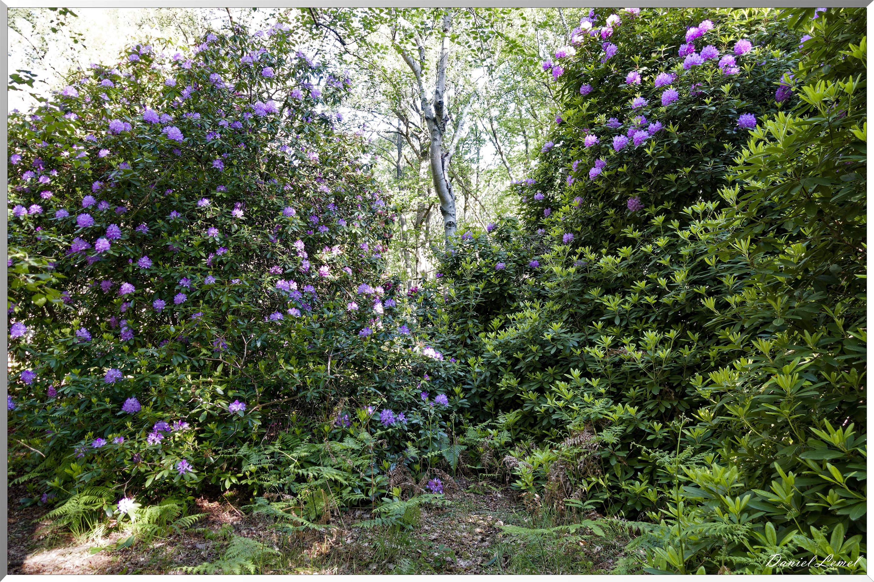 Le Bois de Brillehaut