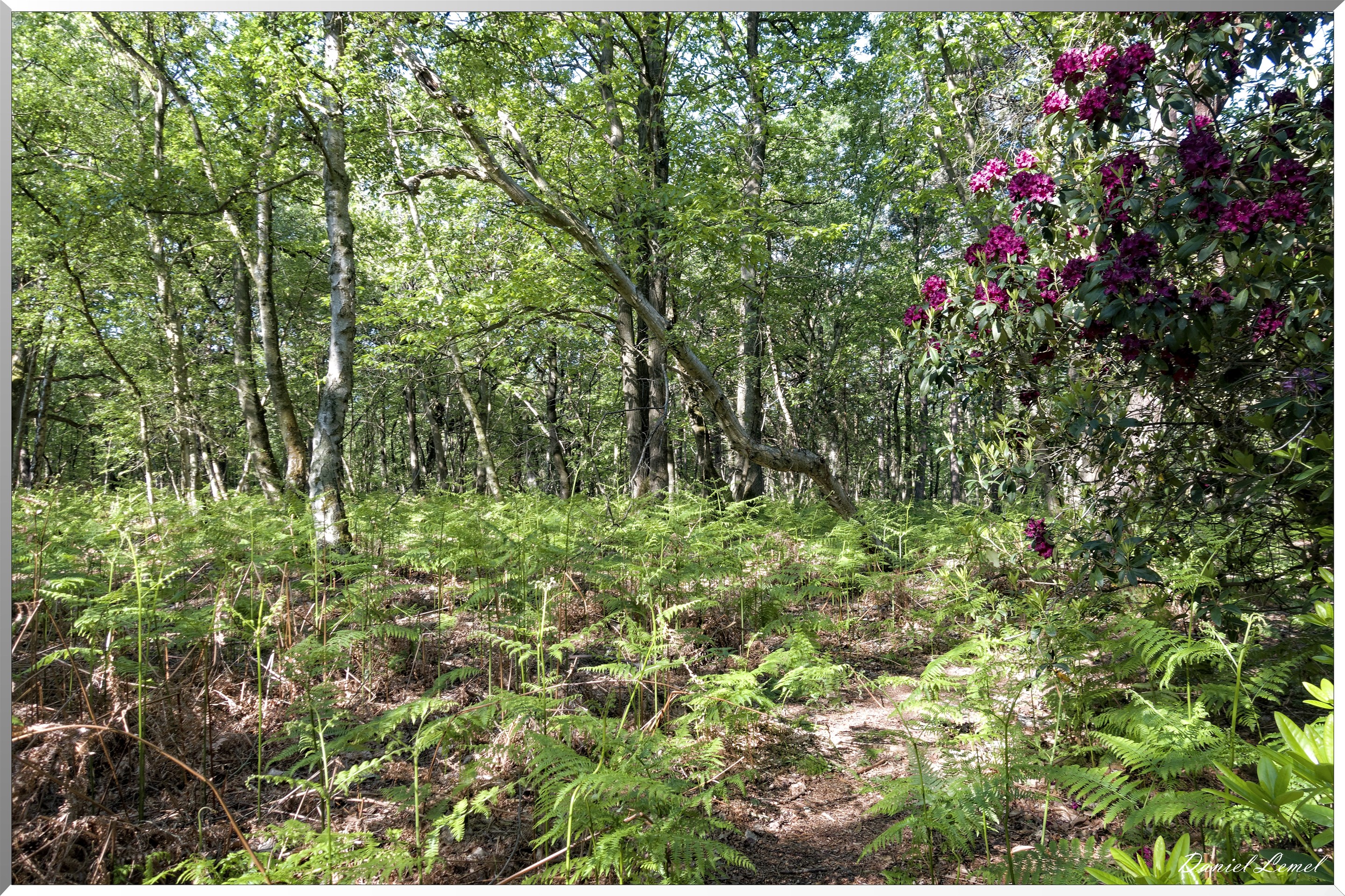 Le Bois de Brillehaut