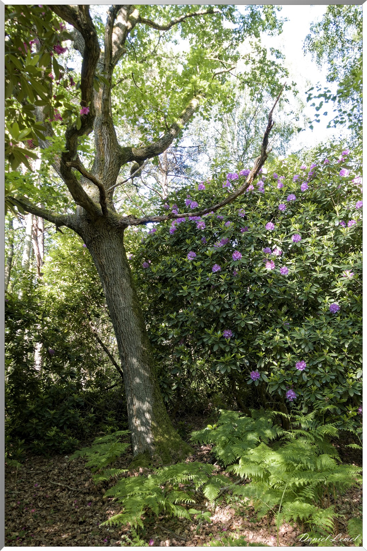 Le Bois de Brillehaut
