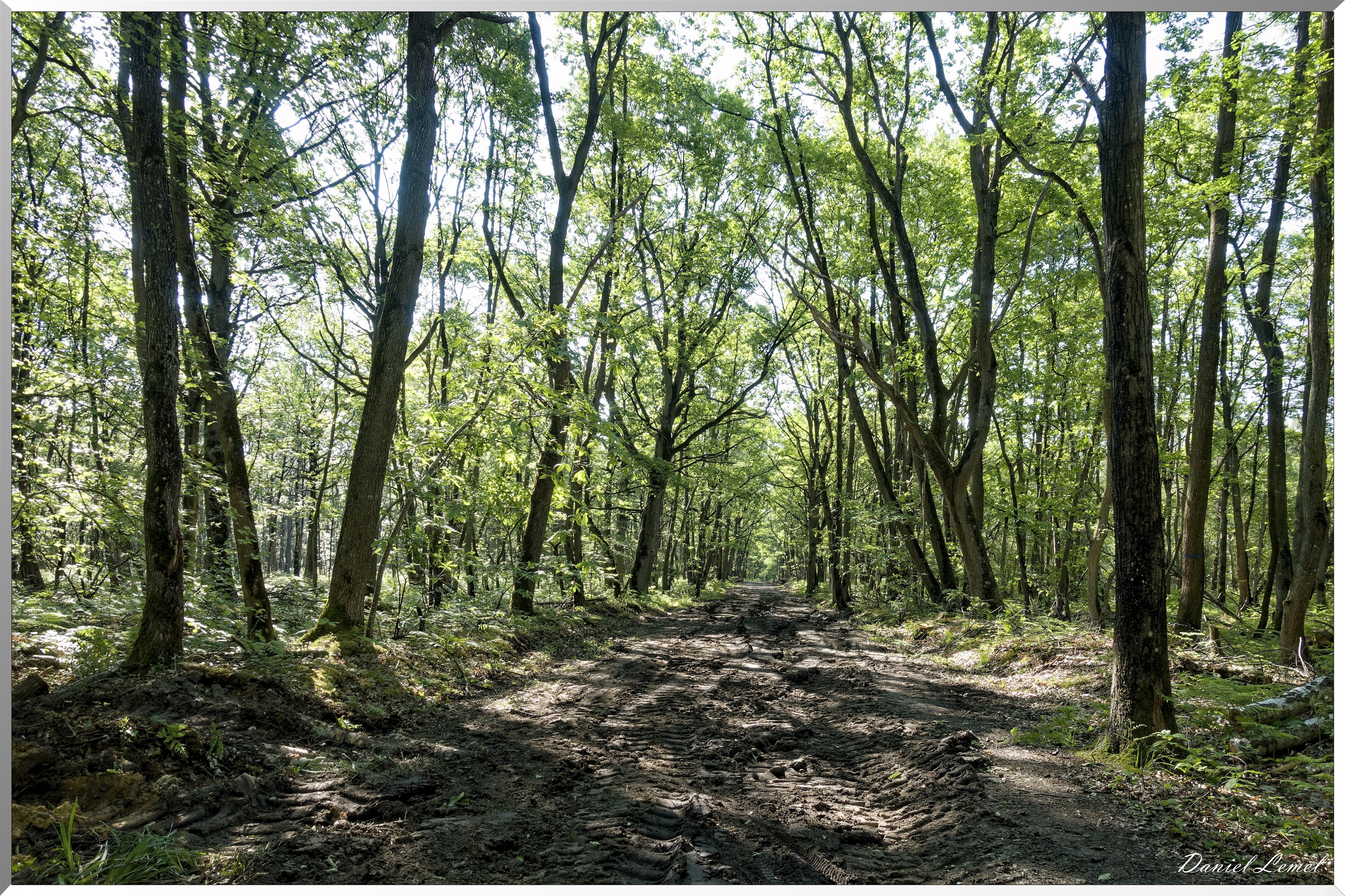 Le Bois de Brillehaut