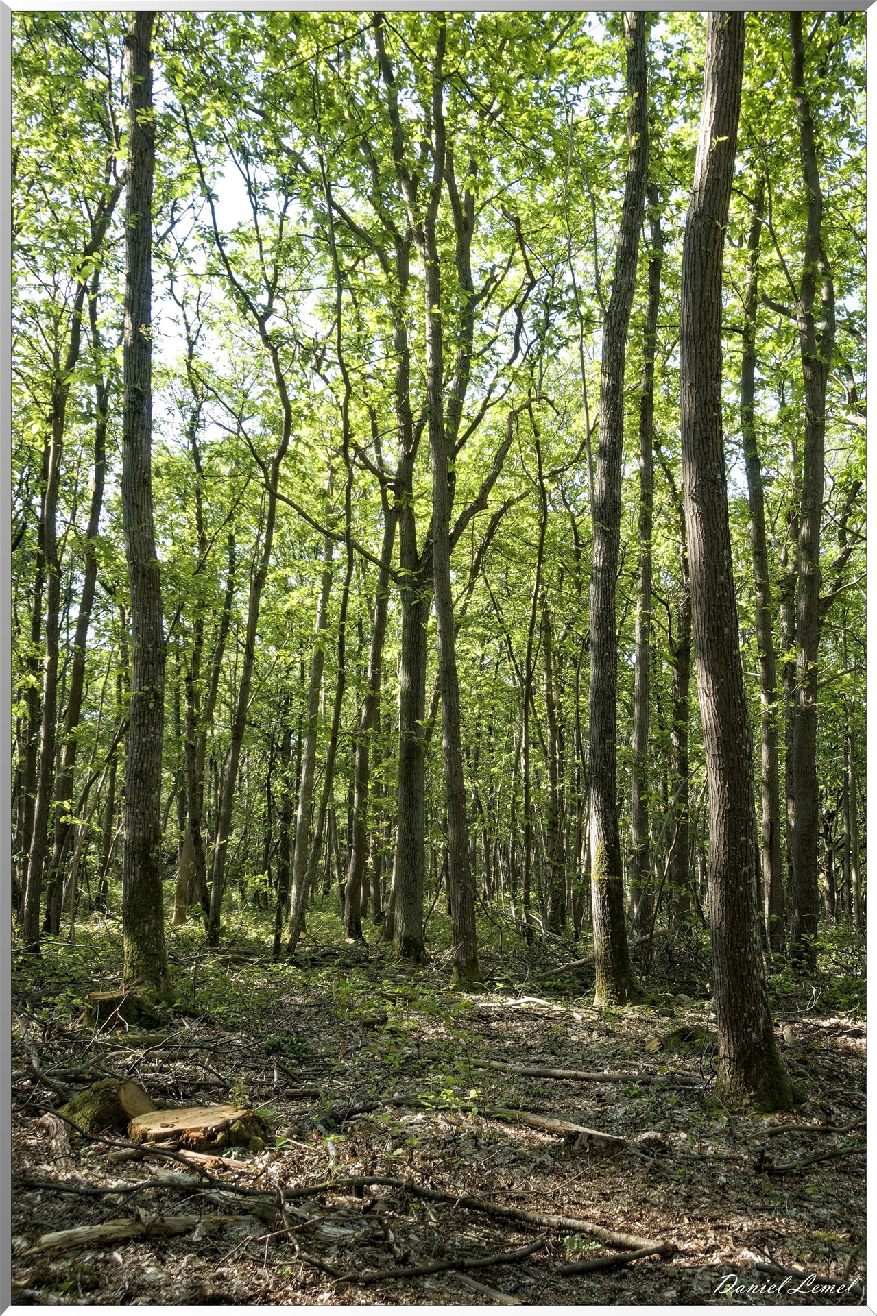 Le Bois de Brillehaut