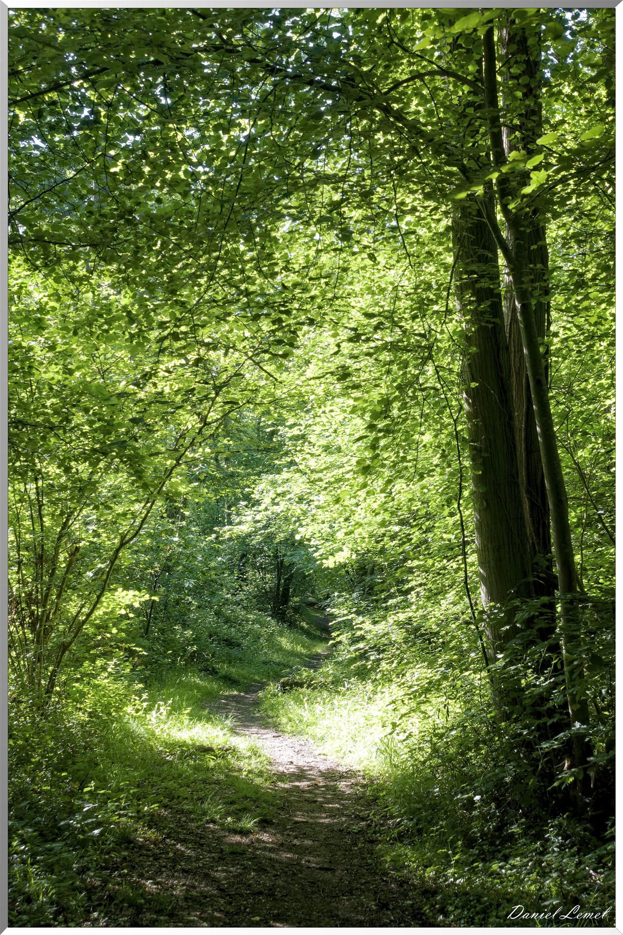 Le Bois de Brillehaut