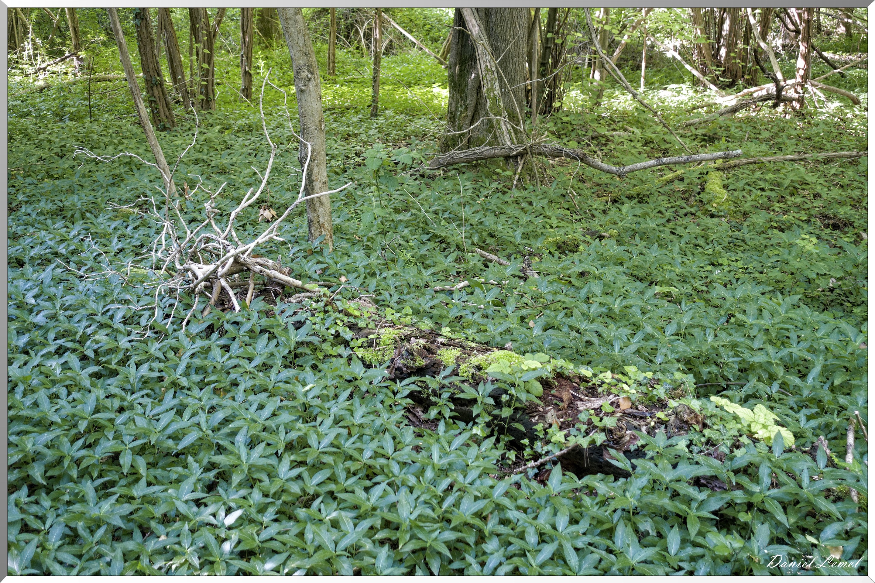 Le Bois de Brillehaut