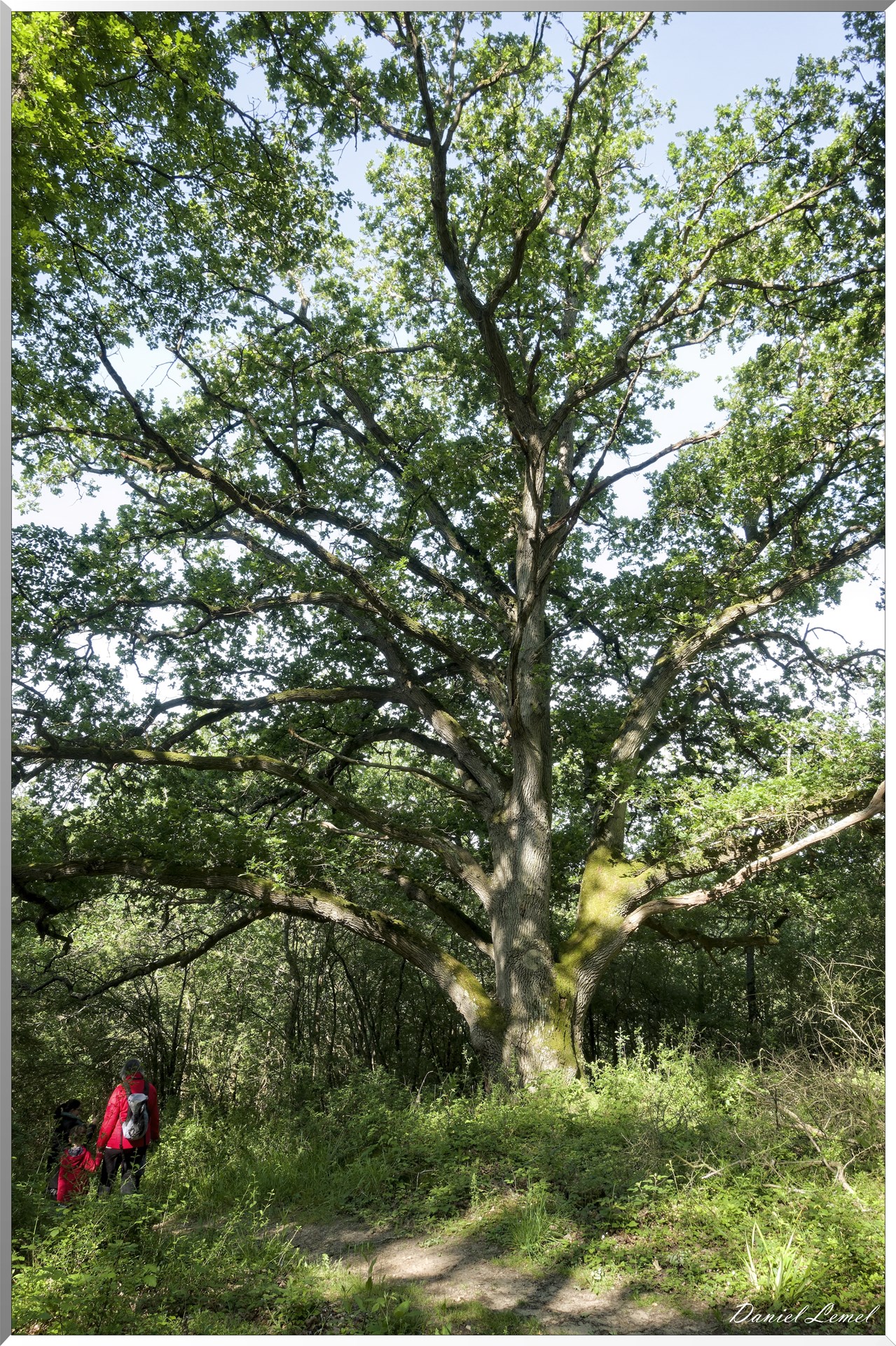 Le Bois de Brillehaut