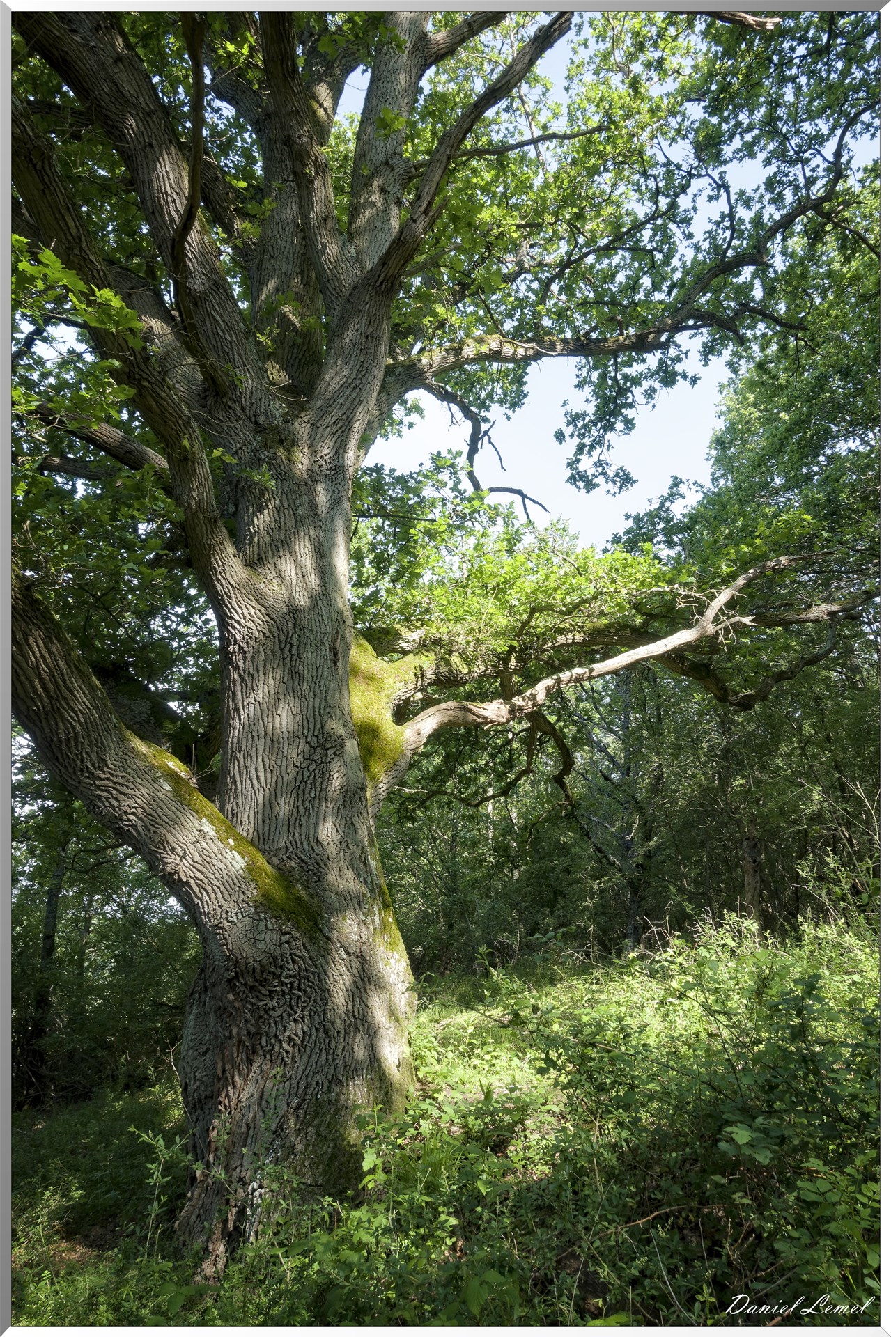 Le Bois de Brillehaut