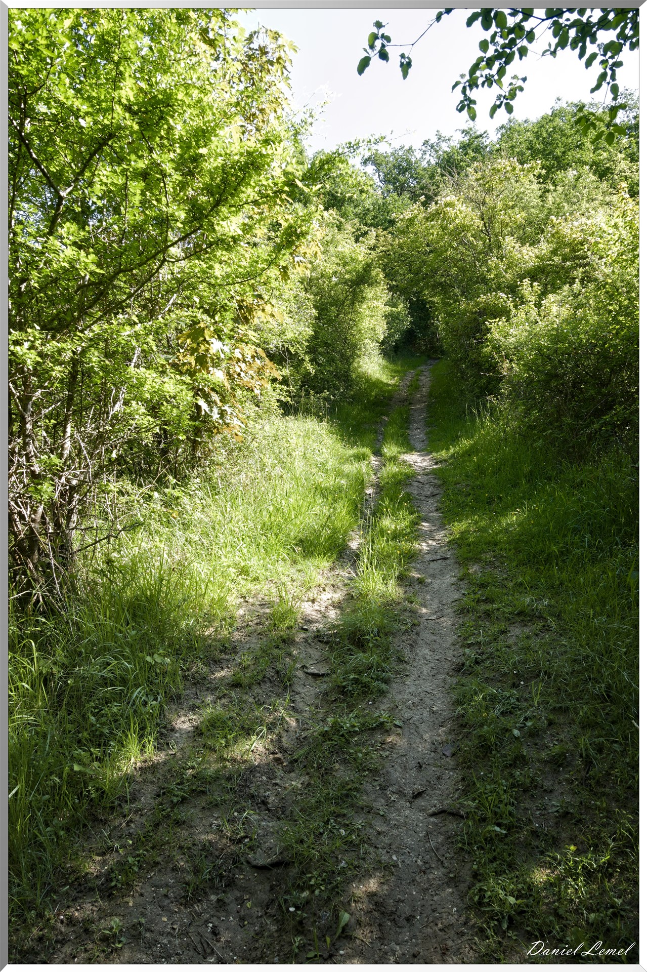 Le Bois de Brillehaut