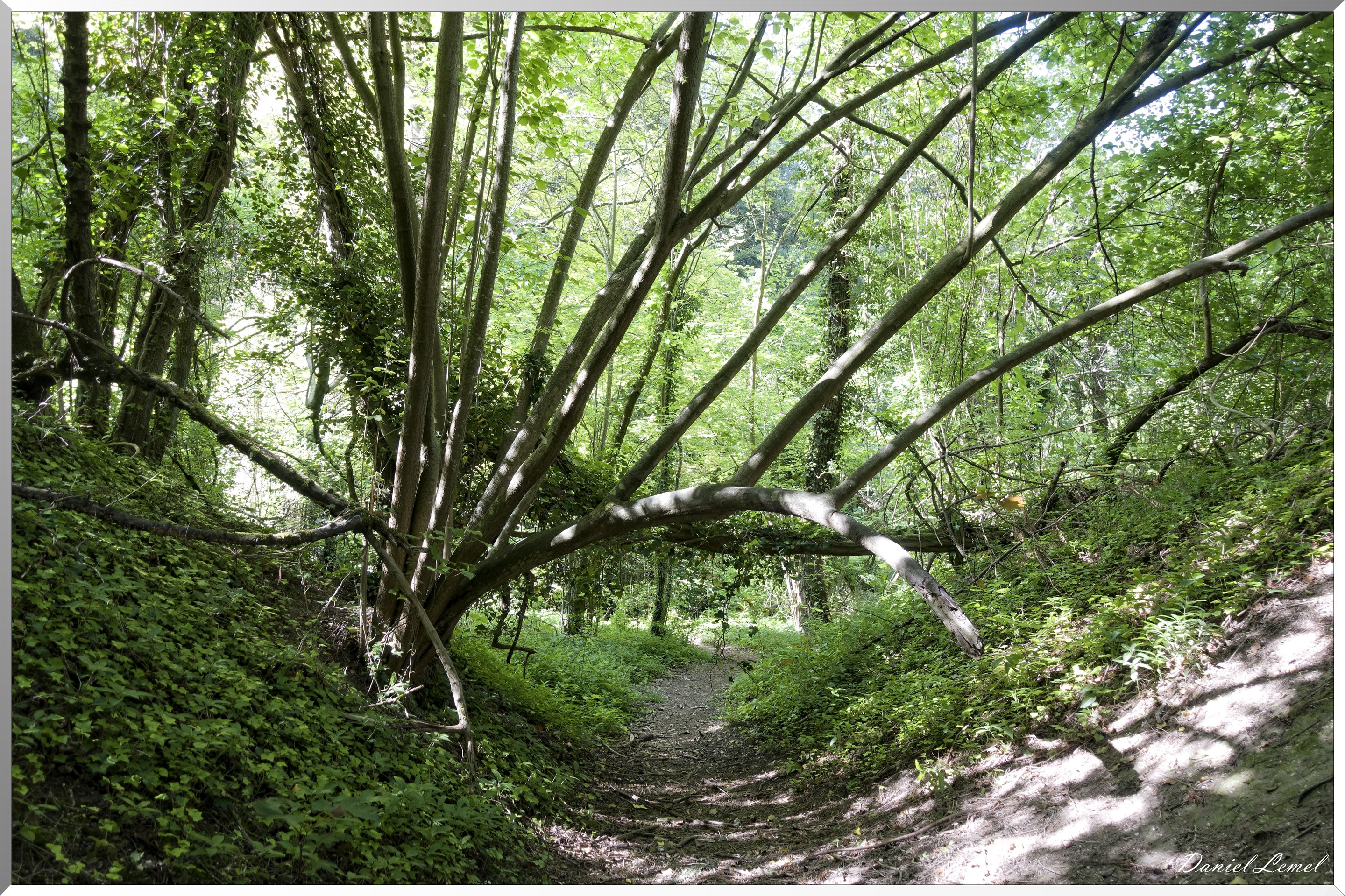 Le Bois de Brillehaut