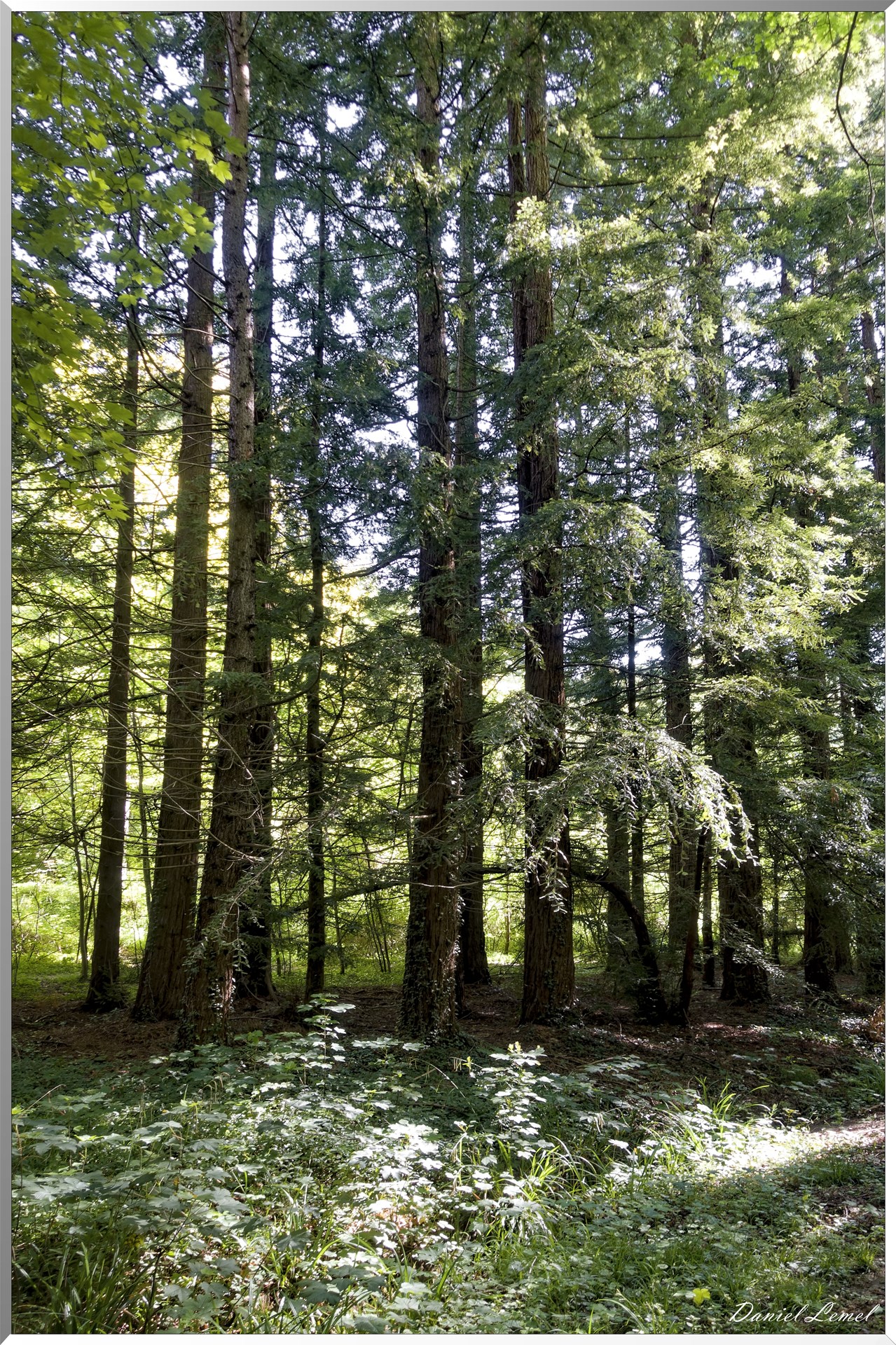 Le Bois de Brillehaut