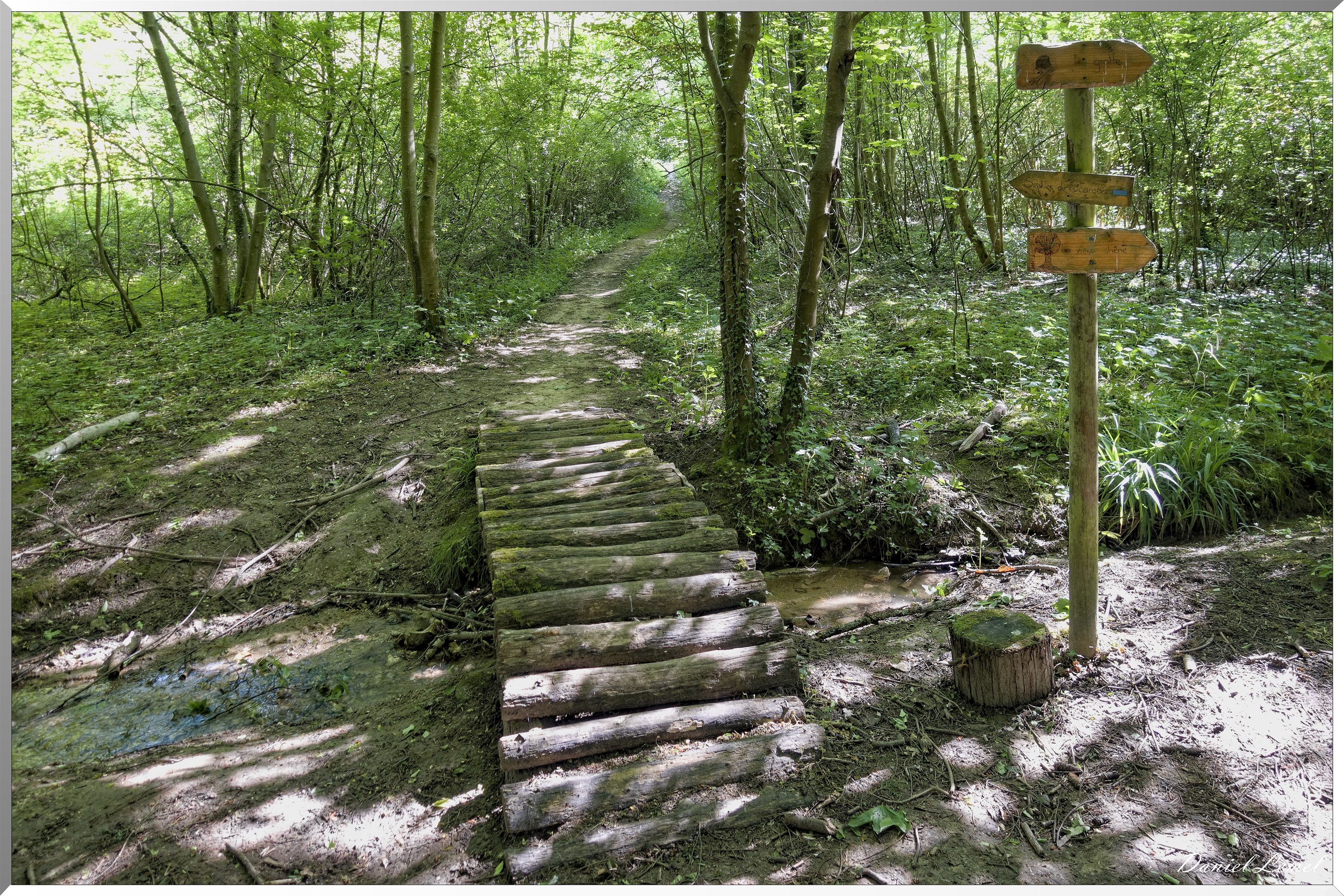 Le Bois de Brillehaut