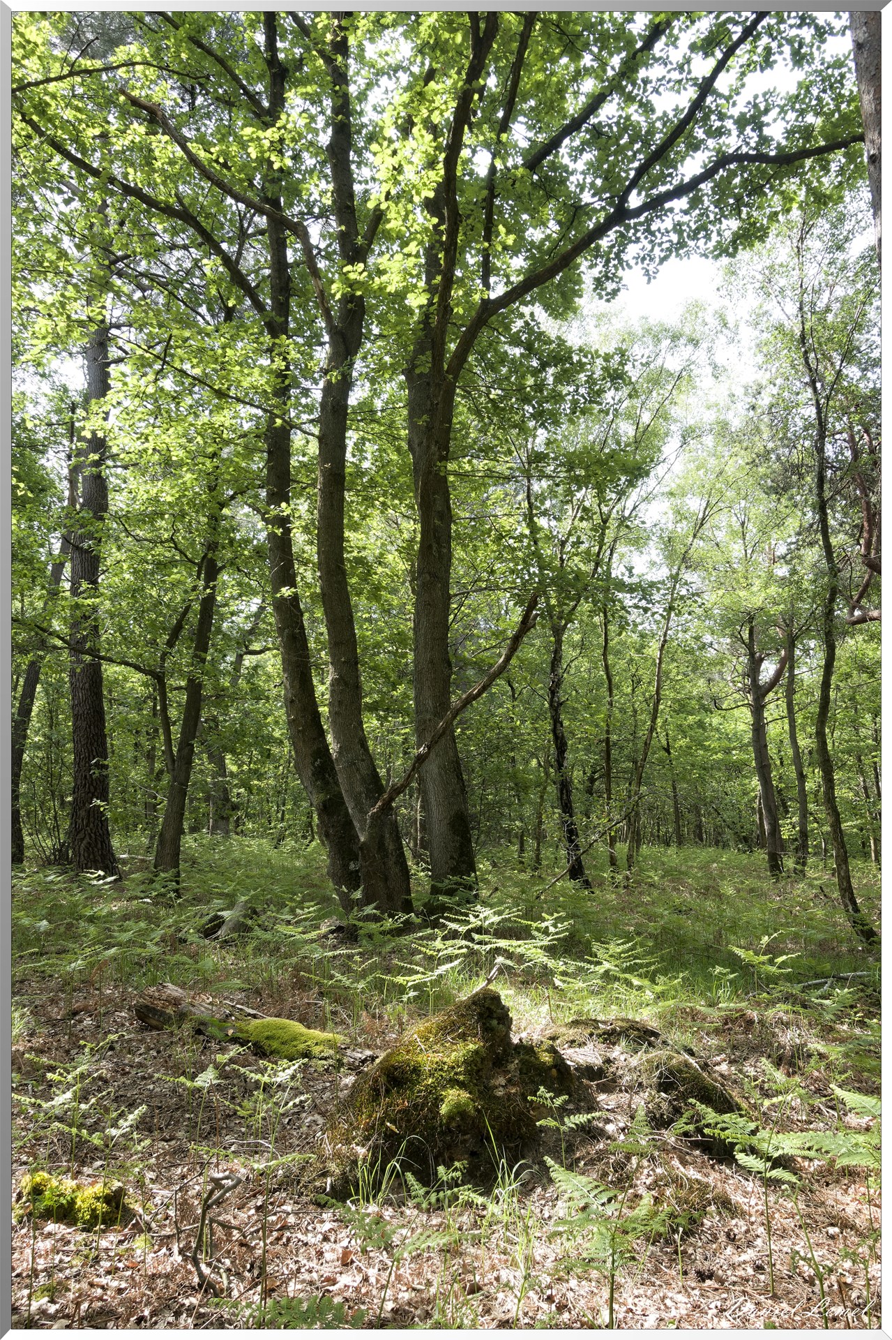 Le Bois de Brillehaut