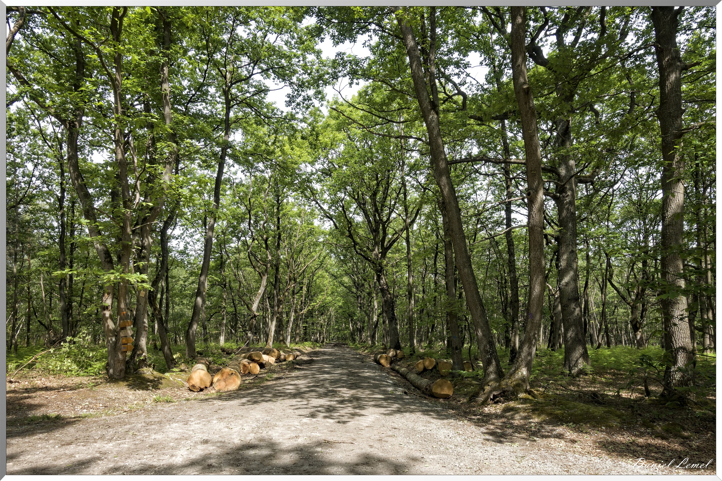 Le Bois de Brillehaut