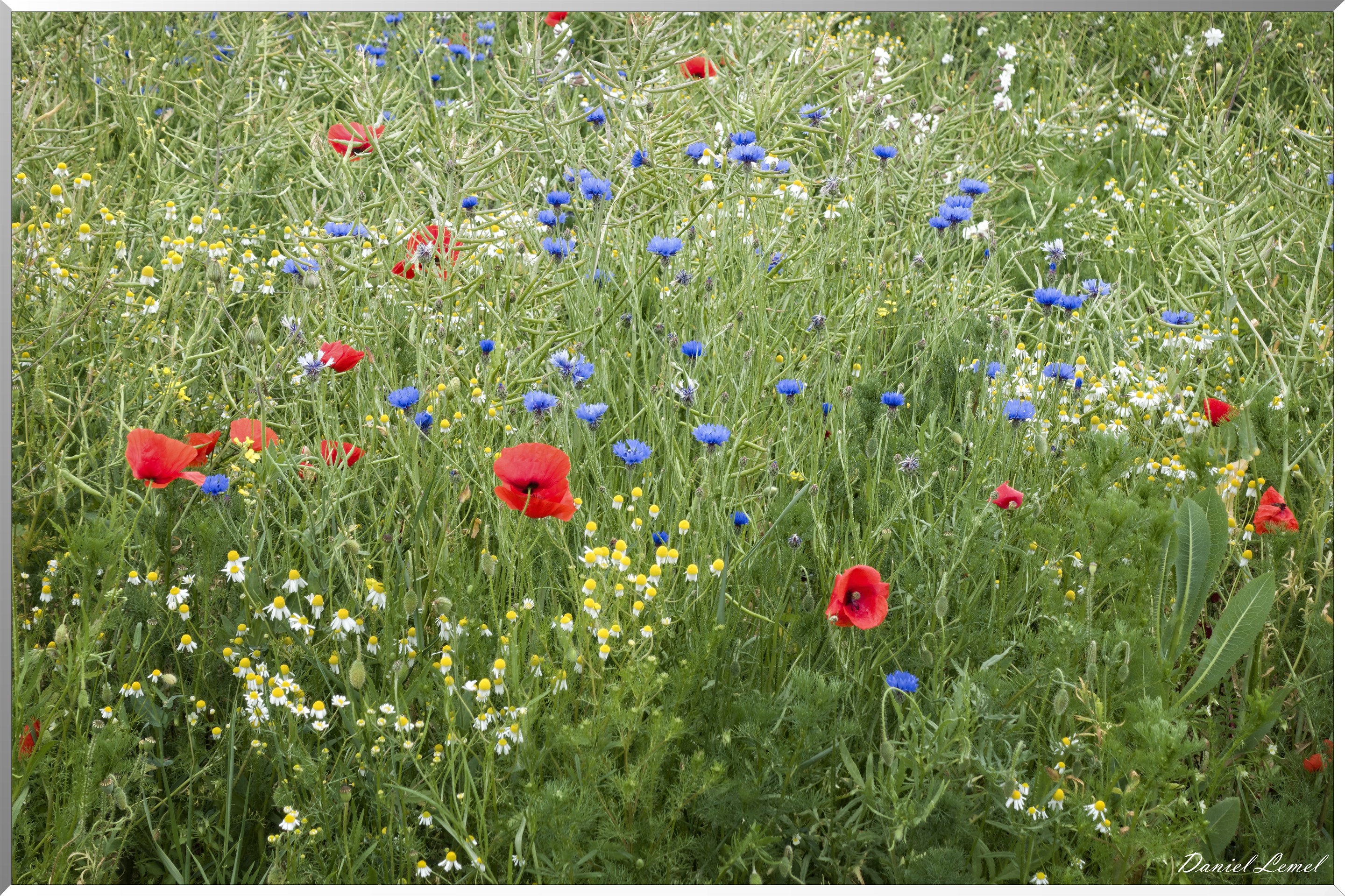 Saint-Pierre-de-Bailleul