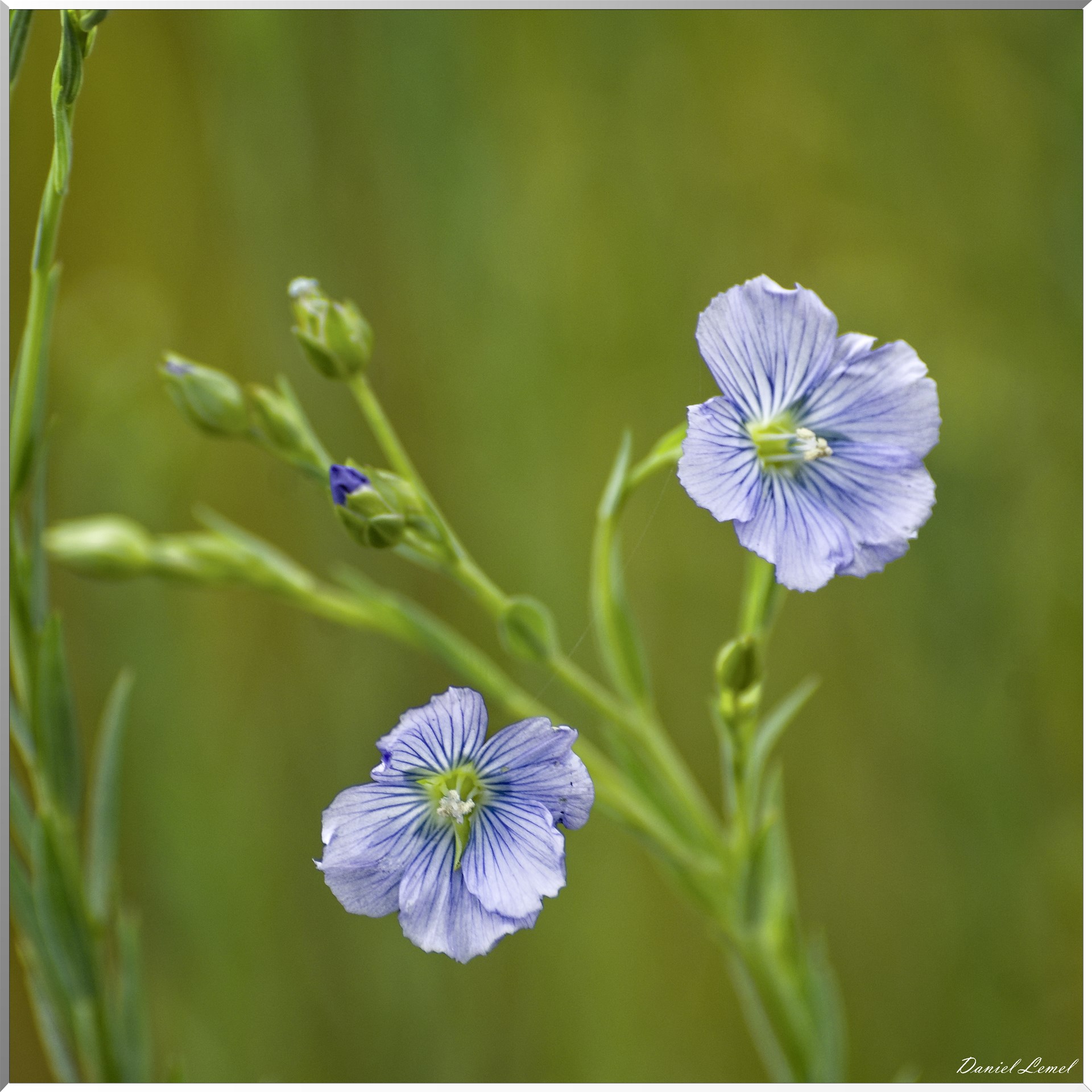 Petite ballade autour du champ de lin