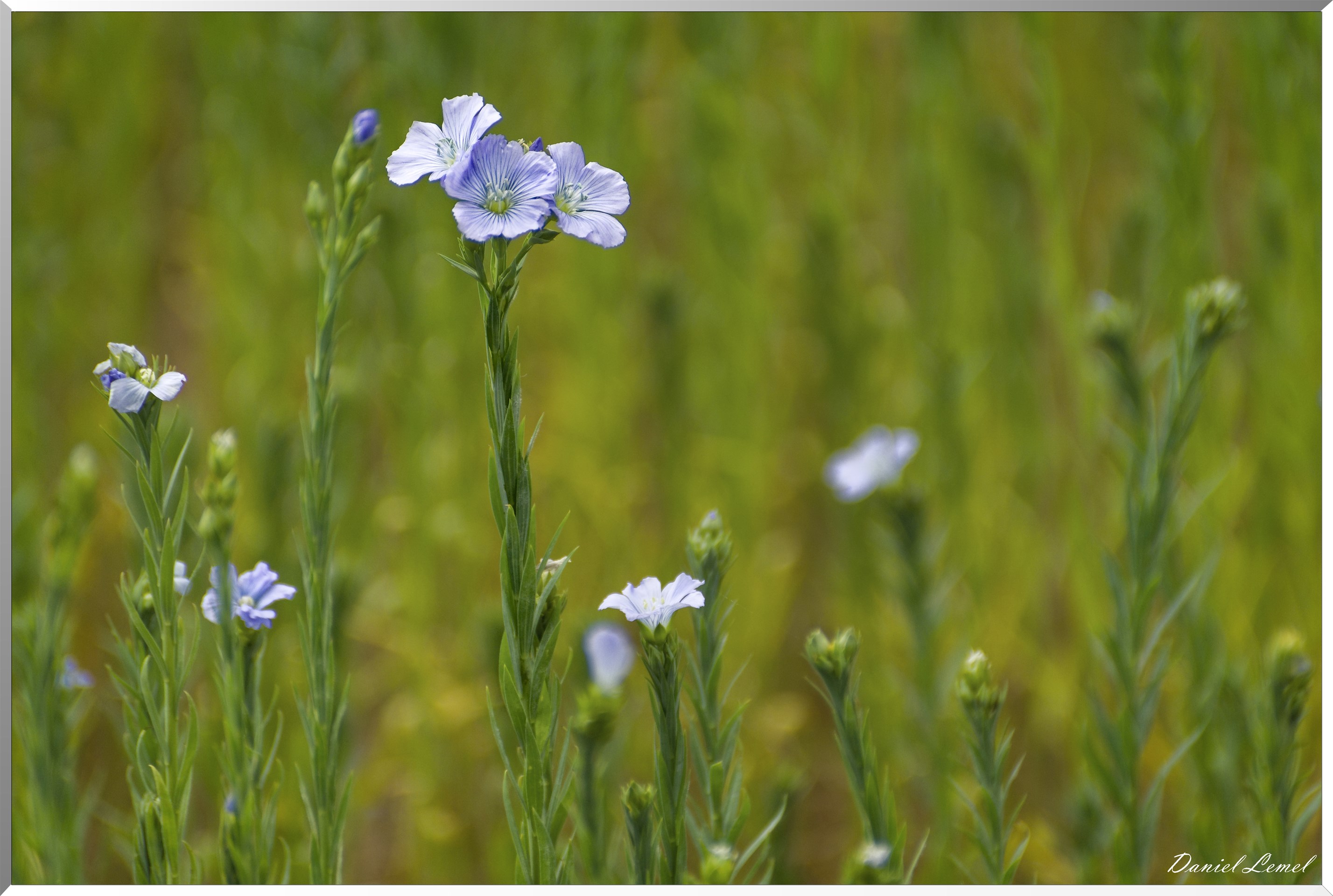 Petite ballade autour du champ de lin