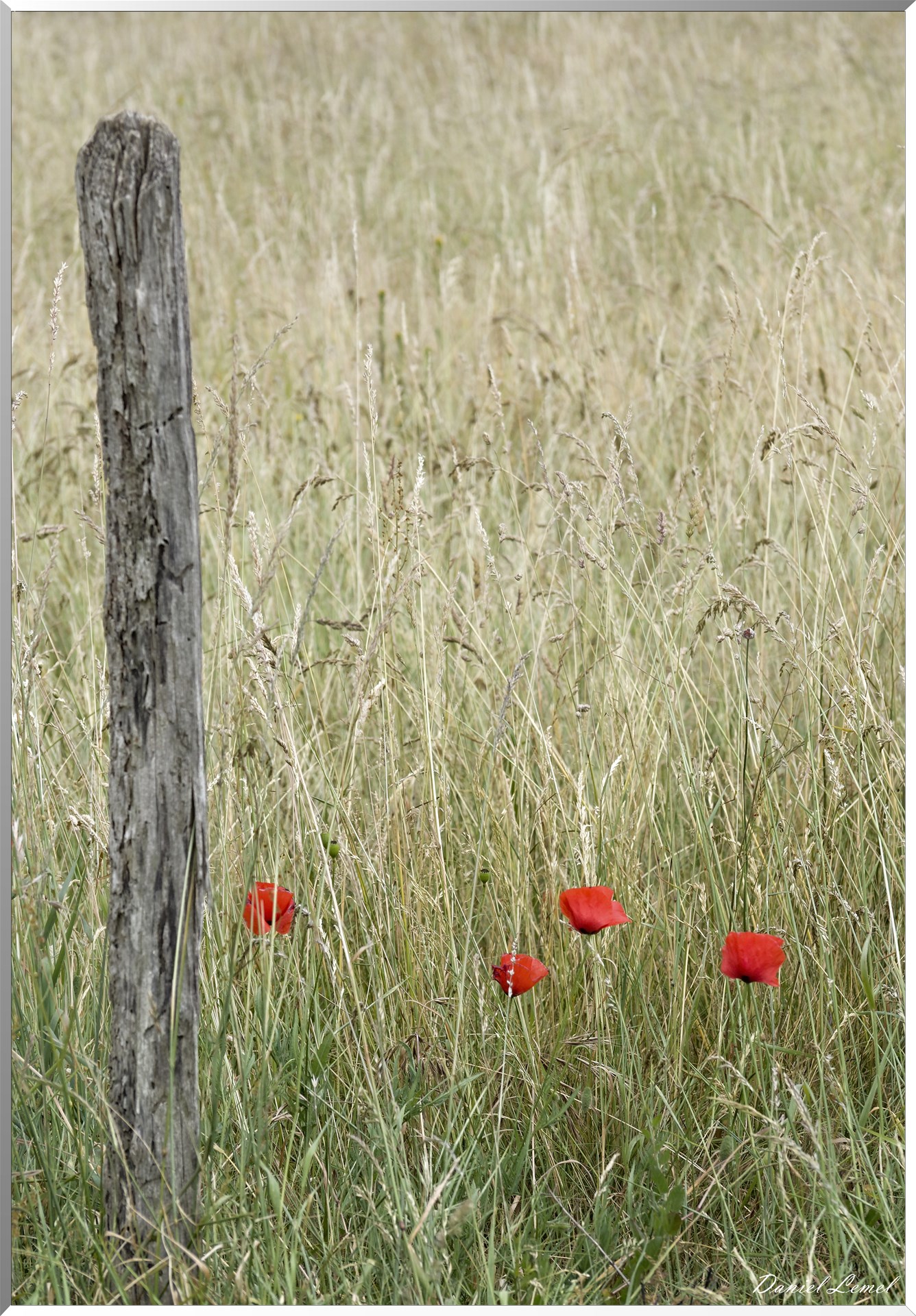 Petite ballade autour du champ de lin