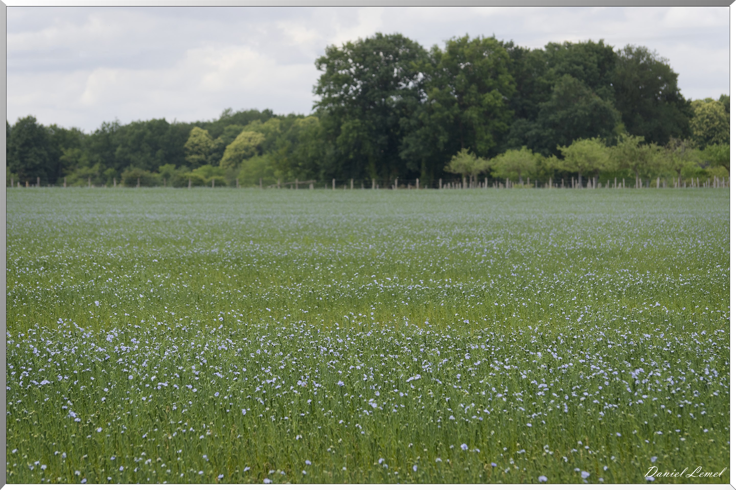 Petite ballade autour du champ de lin