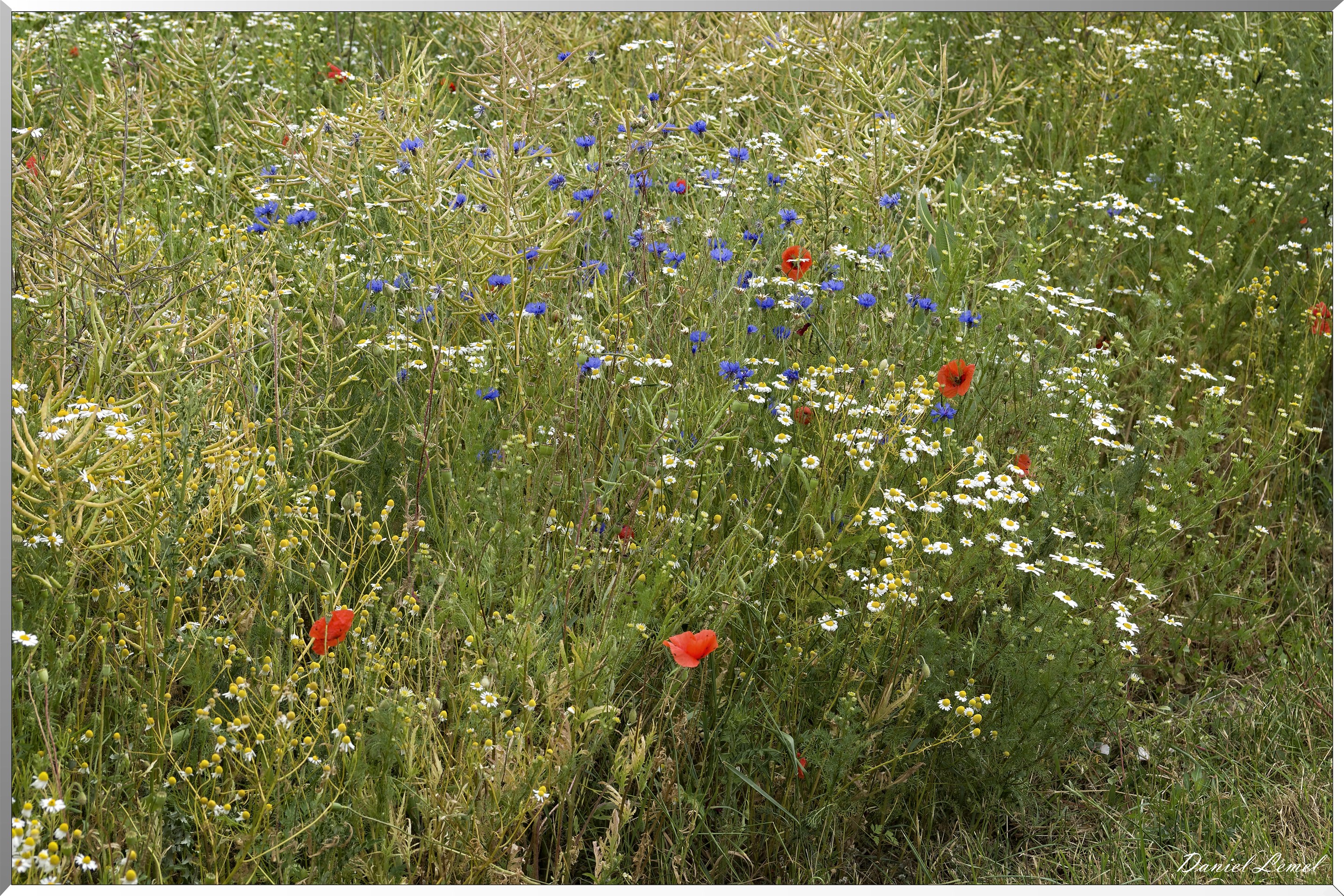 Petite ballade autour du champ de lin