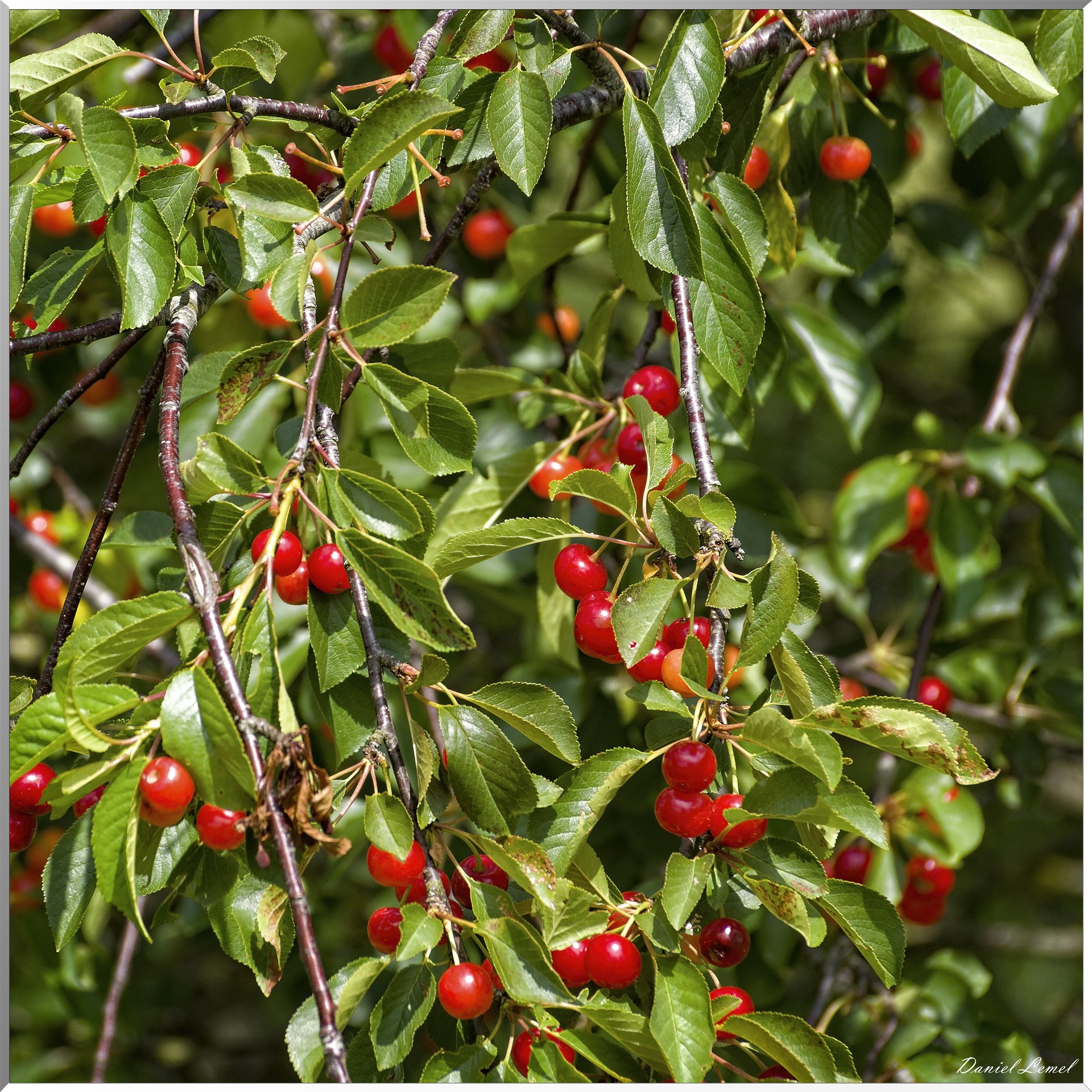 Petite ballade autour du champ de lin