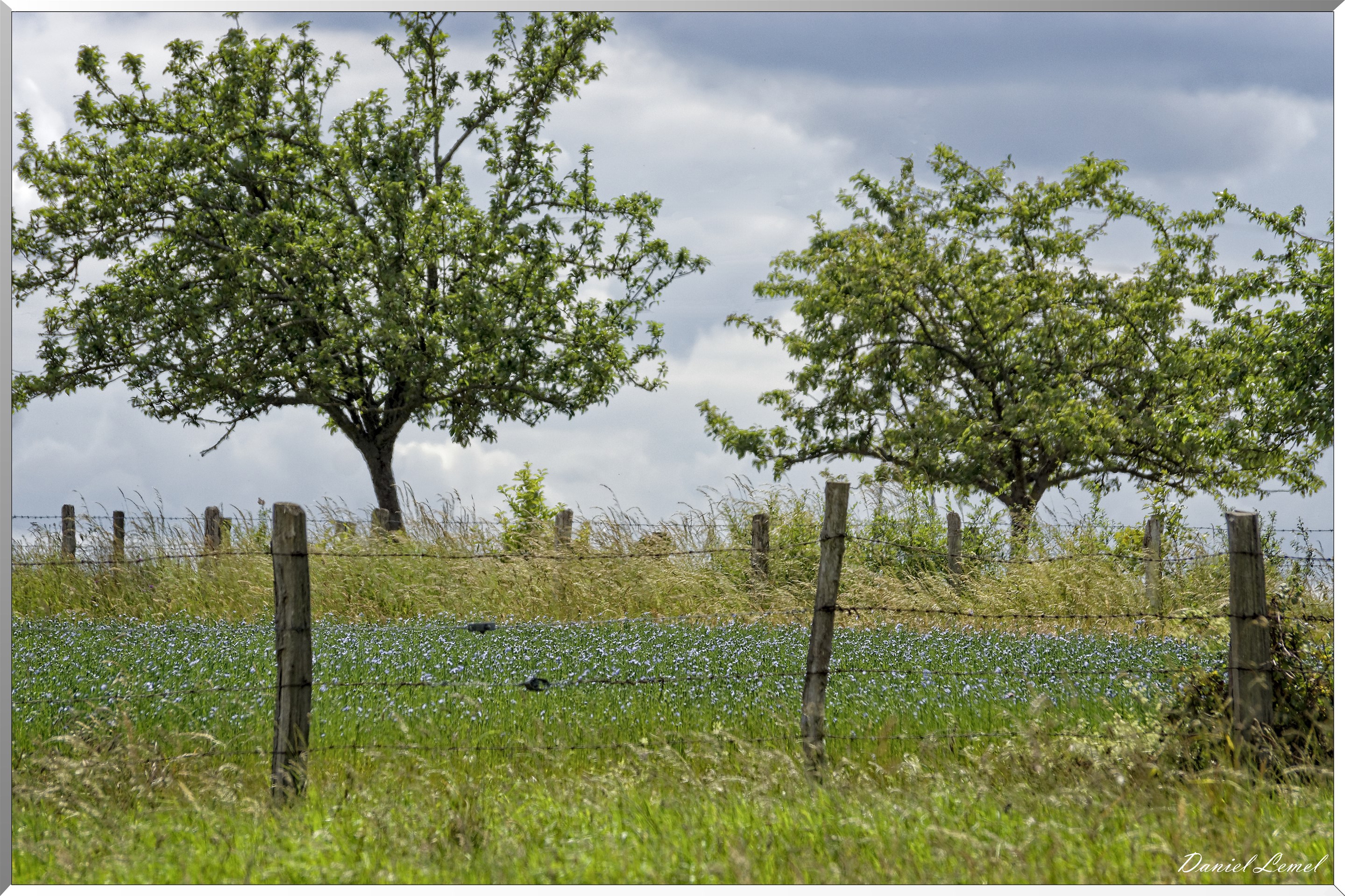 Petite ballade autour du champ de lin
