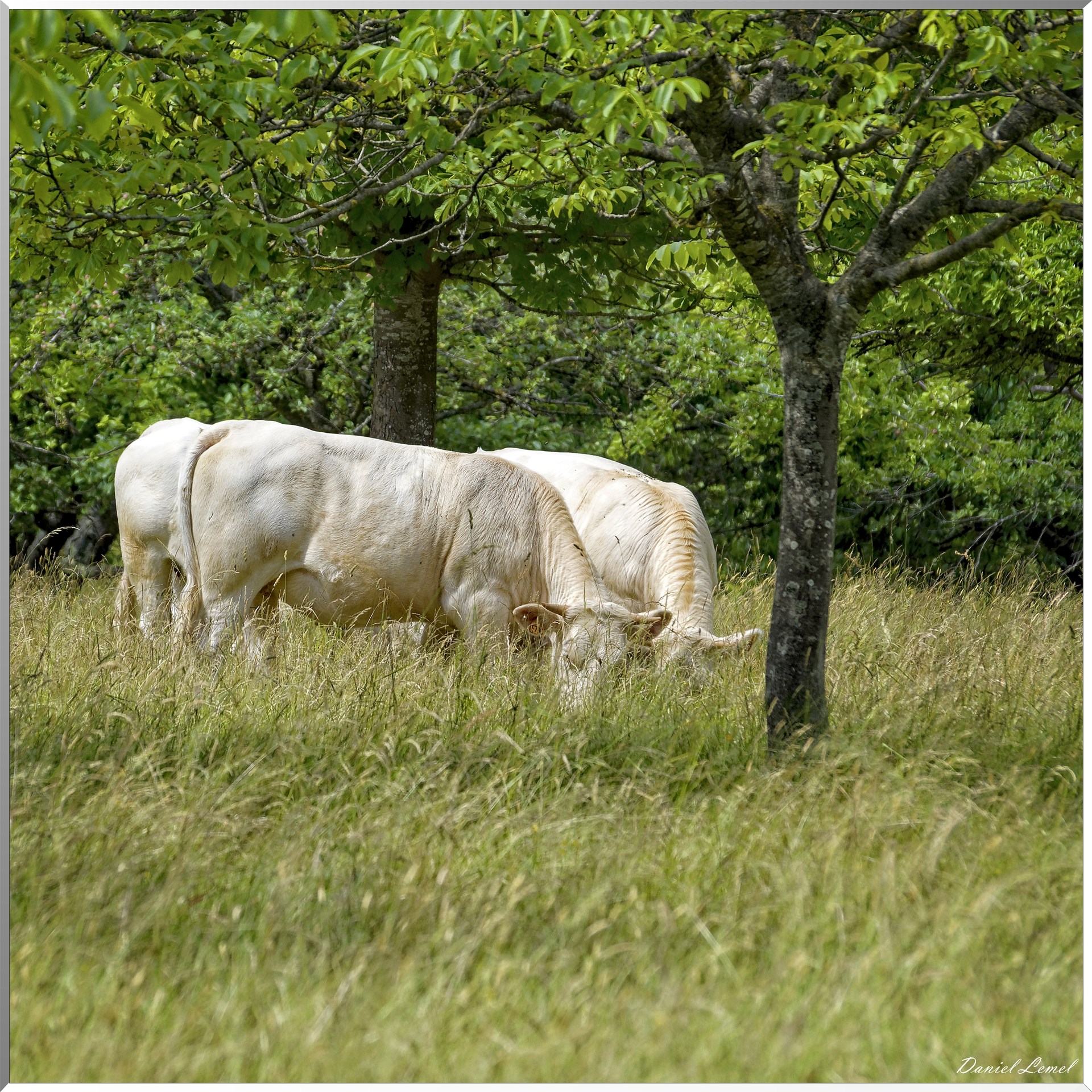 Petite ballade autour du champ de lin