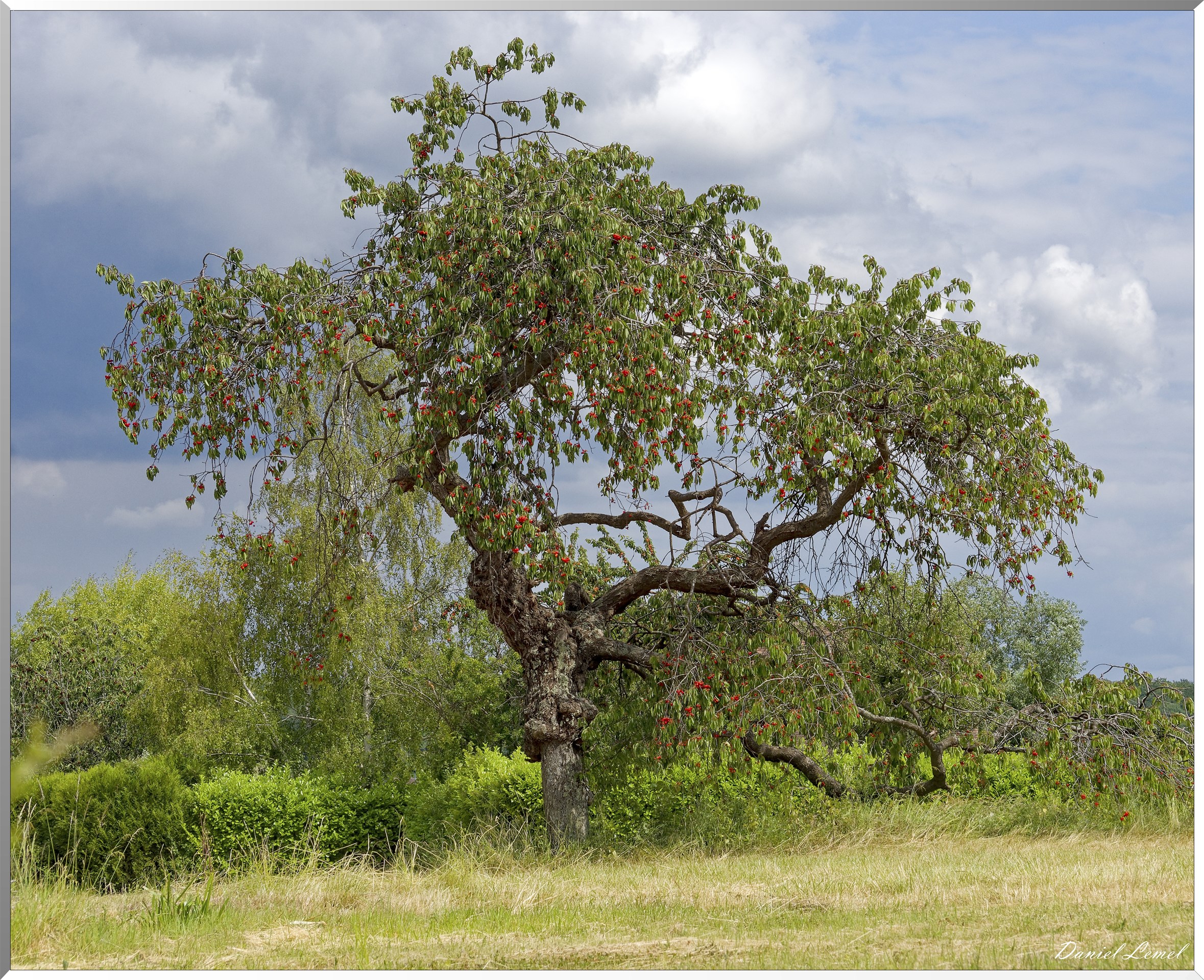Petite ballade autour du champ de lin