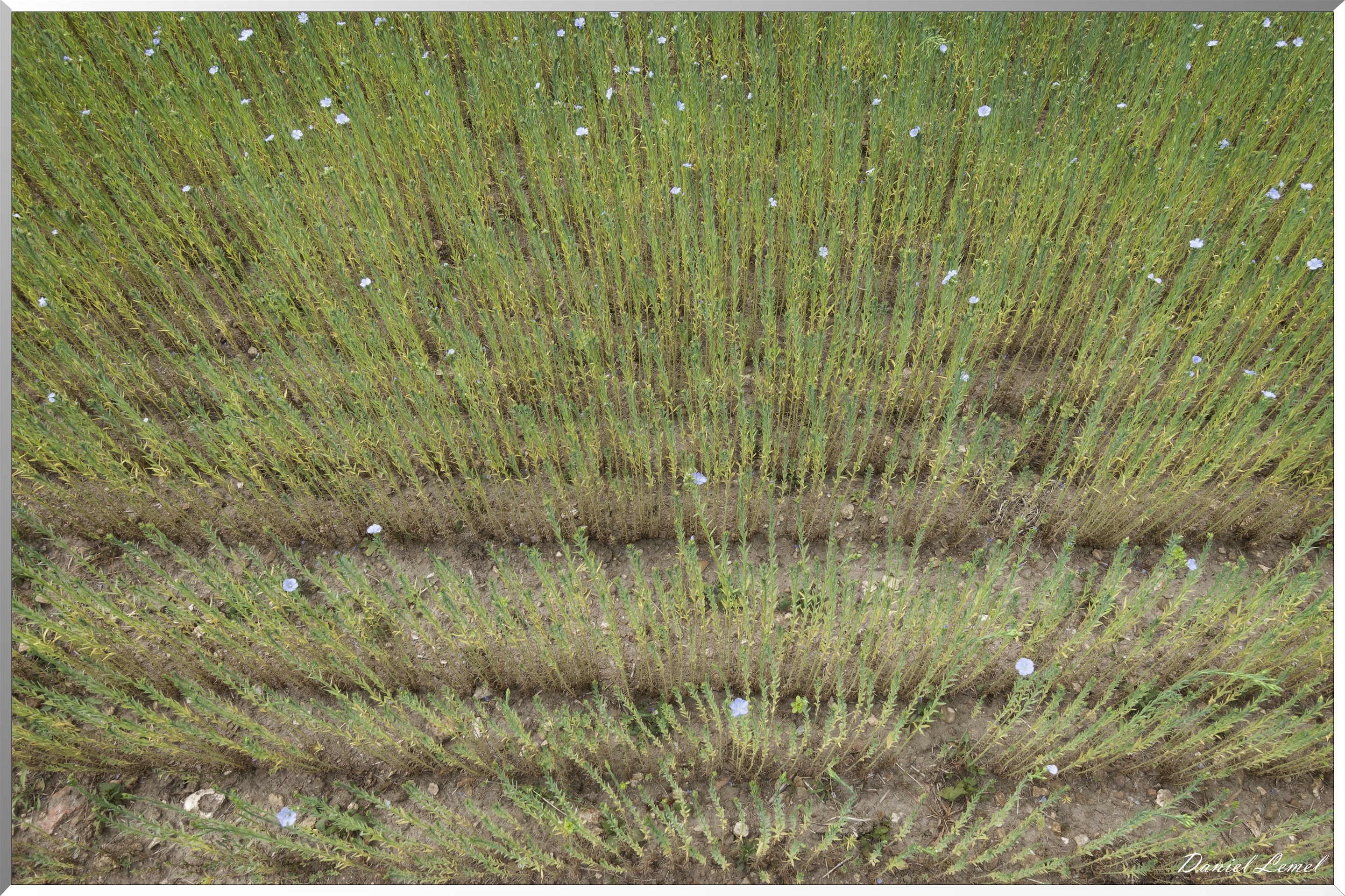Petite ballade autour du champ de lin