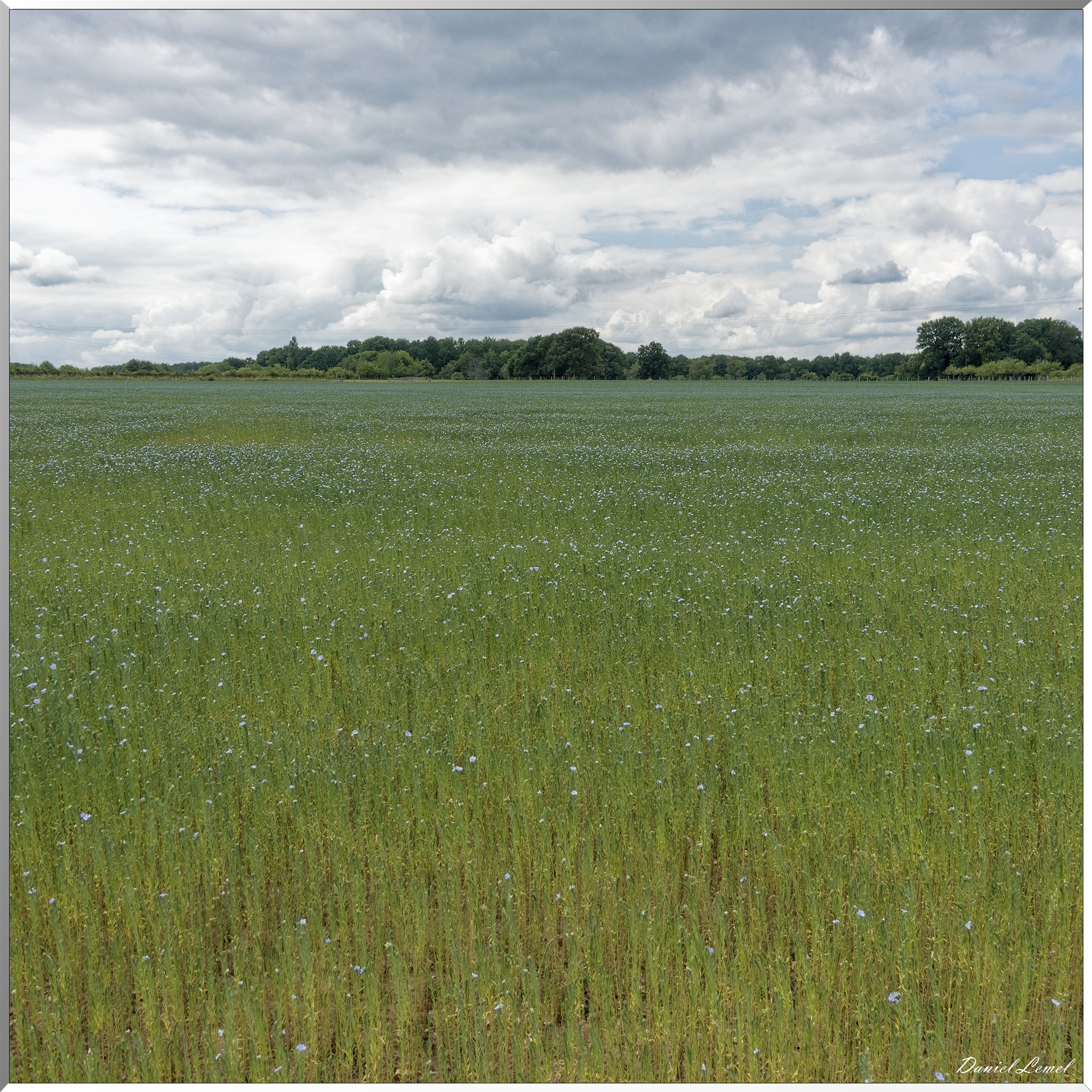 Petite ballade autour du champ de lin