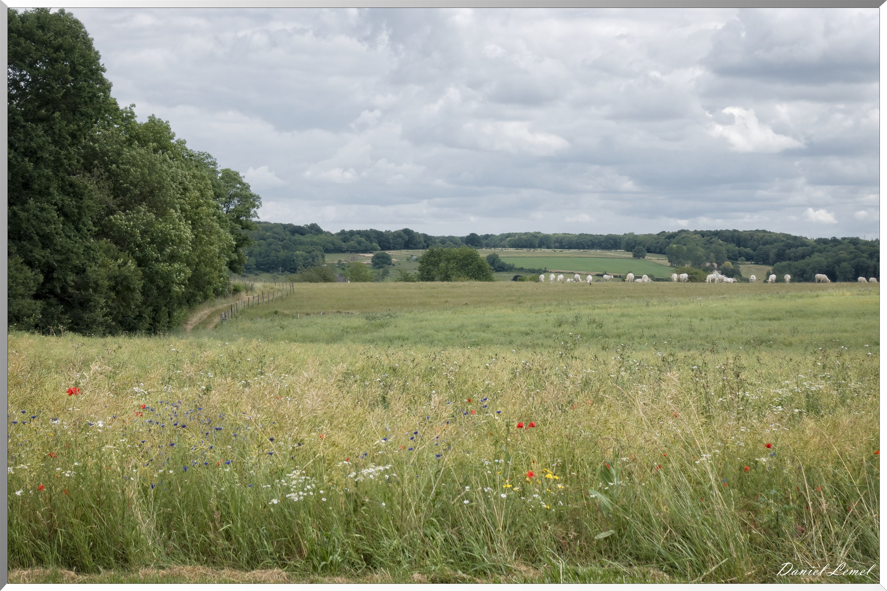 Petite ballade autour du champ de lin