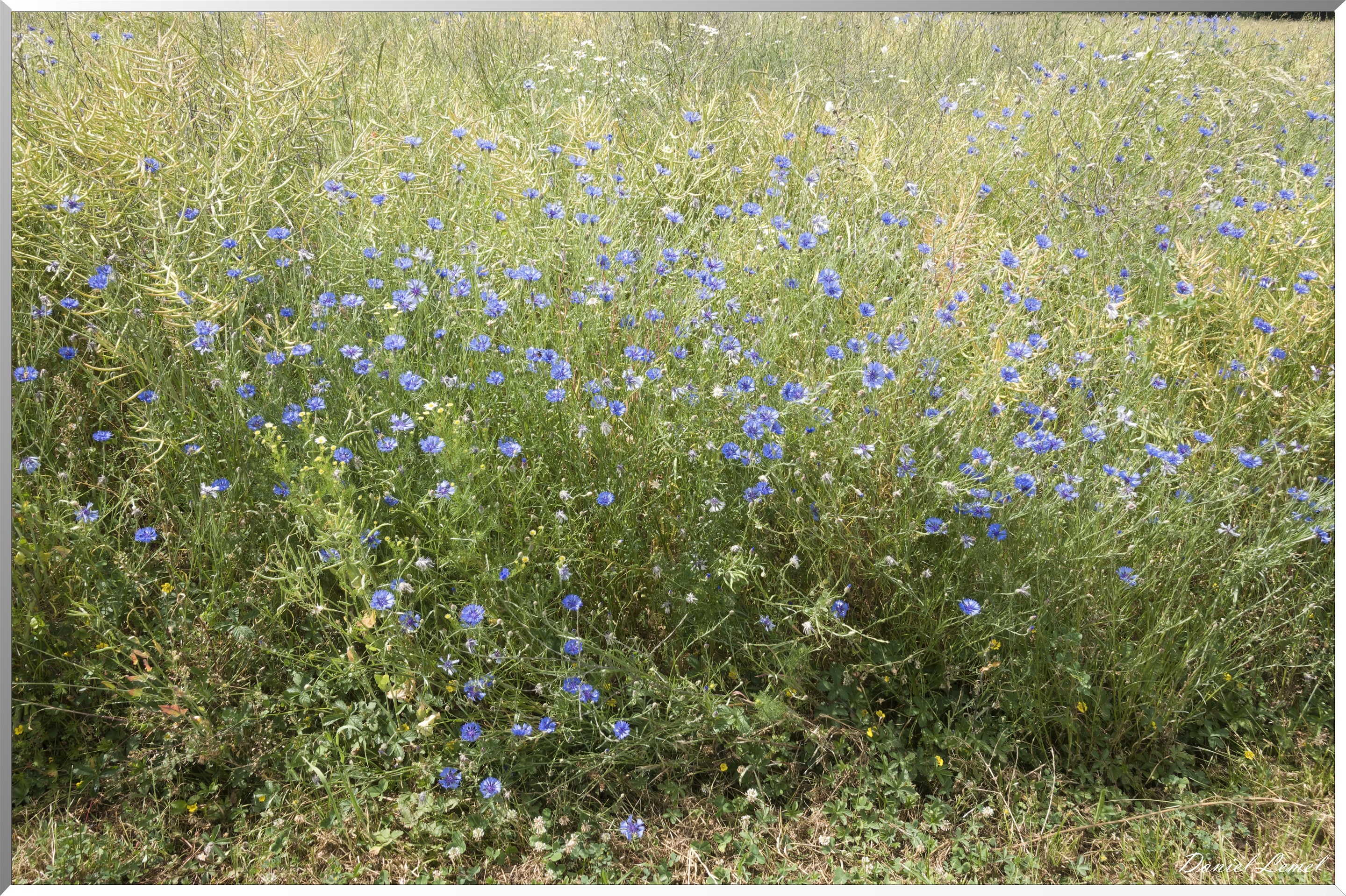Petite ballade autour du champ de lin