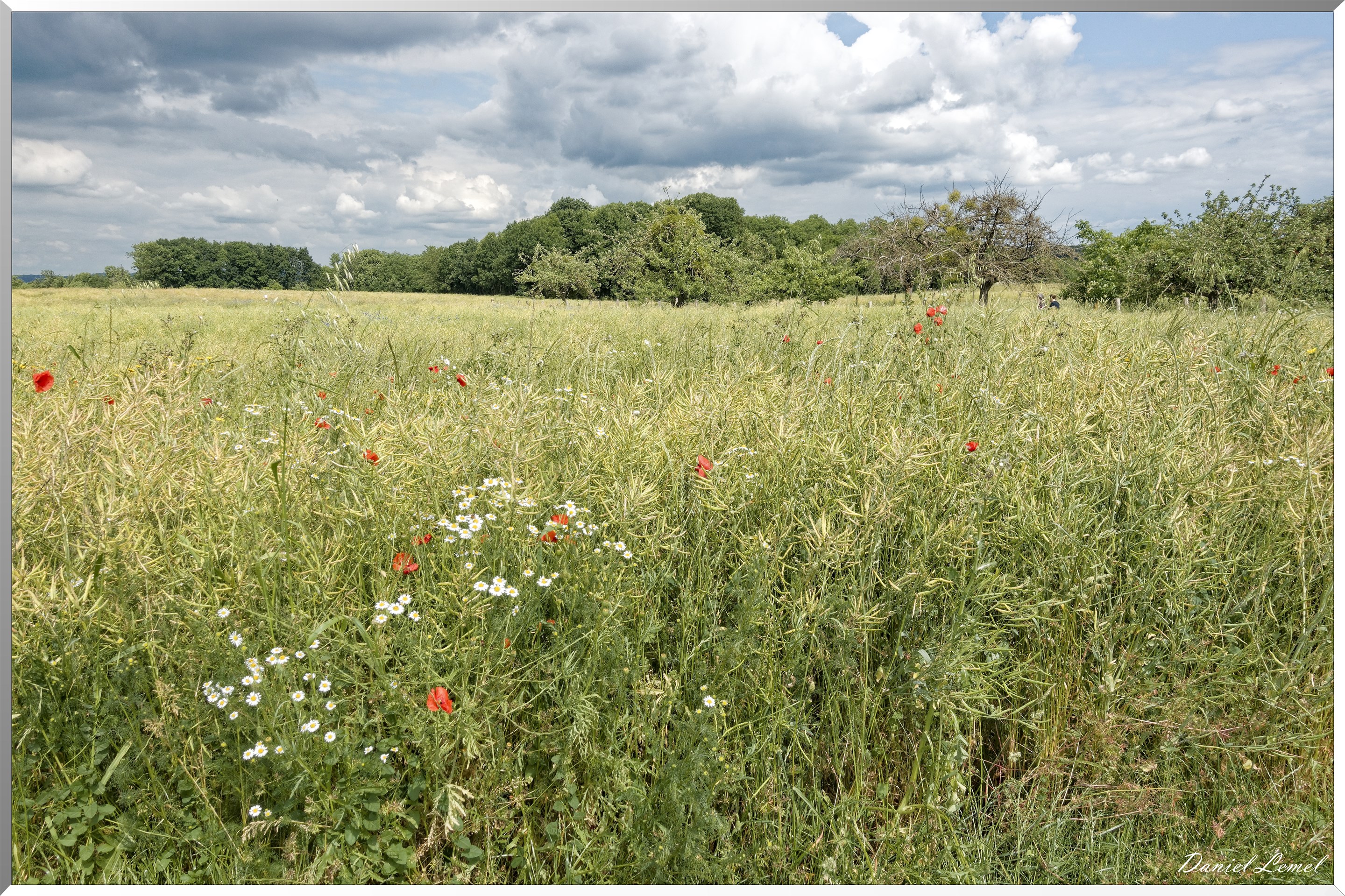 Petite ballade autour du champ de lin