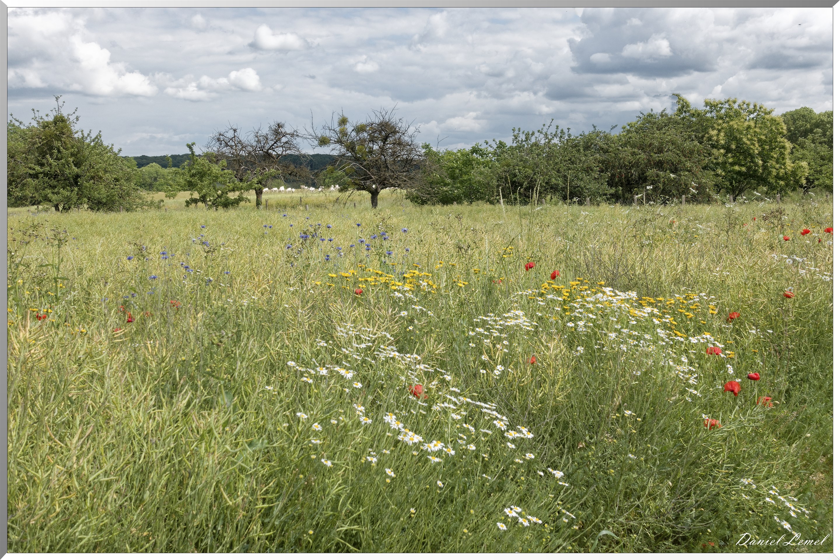 Petite ballade autour du champ de lin