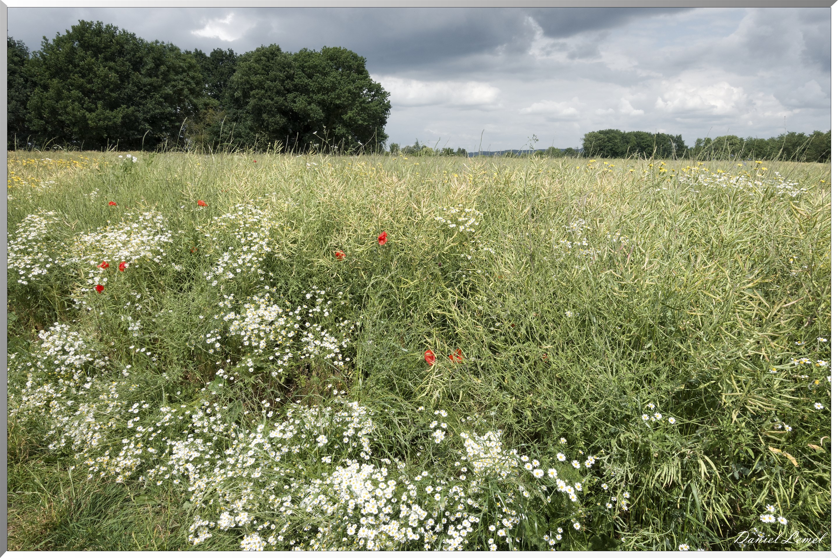 Petite ballade autour du champ de lin
