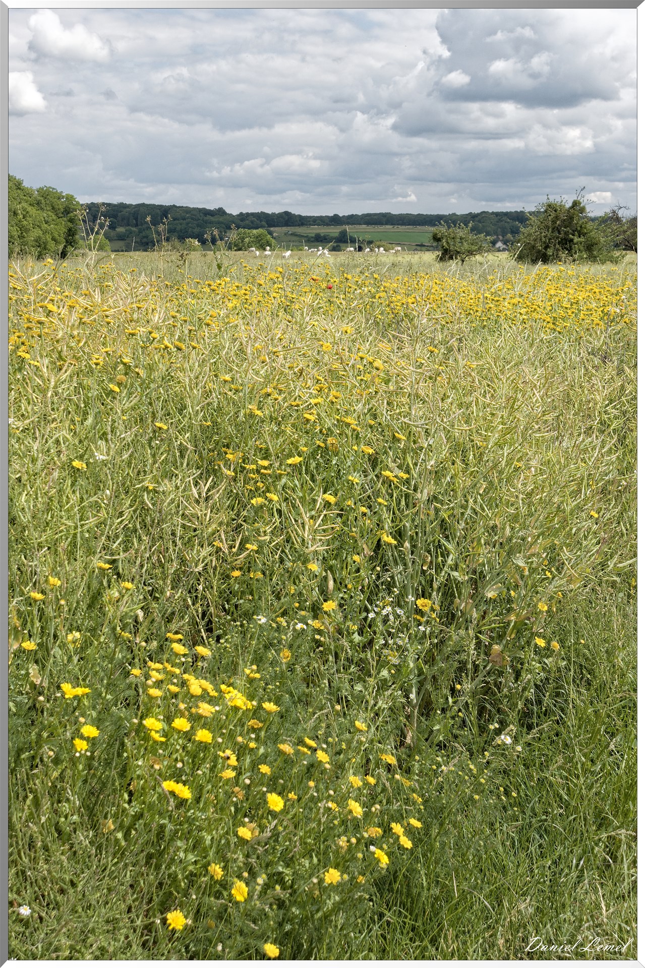 Petite ballade autour du champ de lin