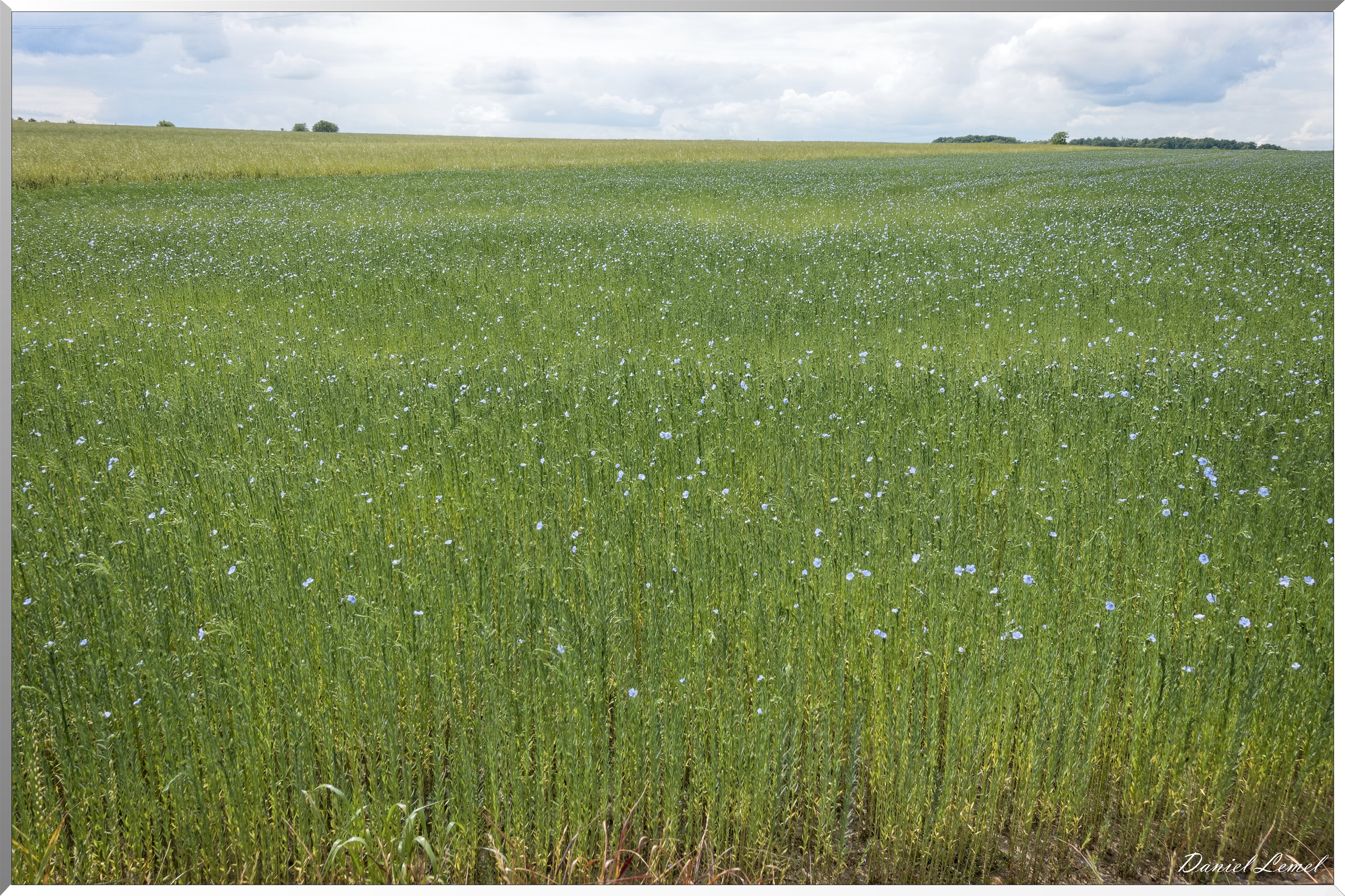 Petite ballade autour du champ de lin