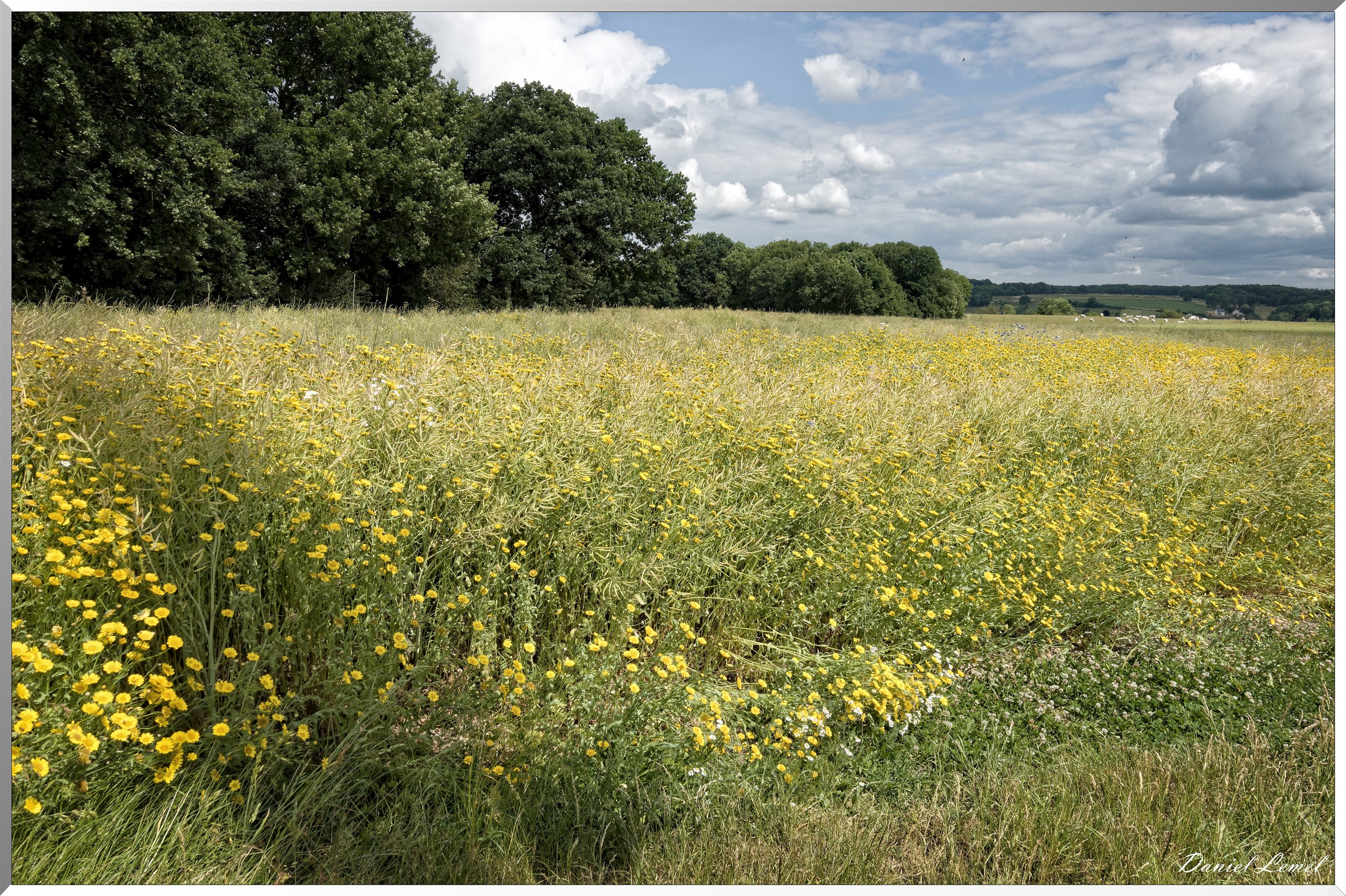 Petite ballade autour du champ de lin