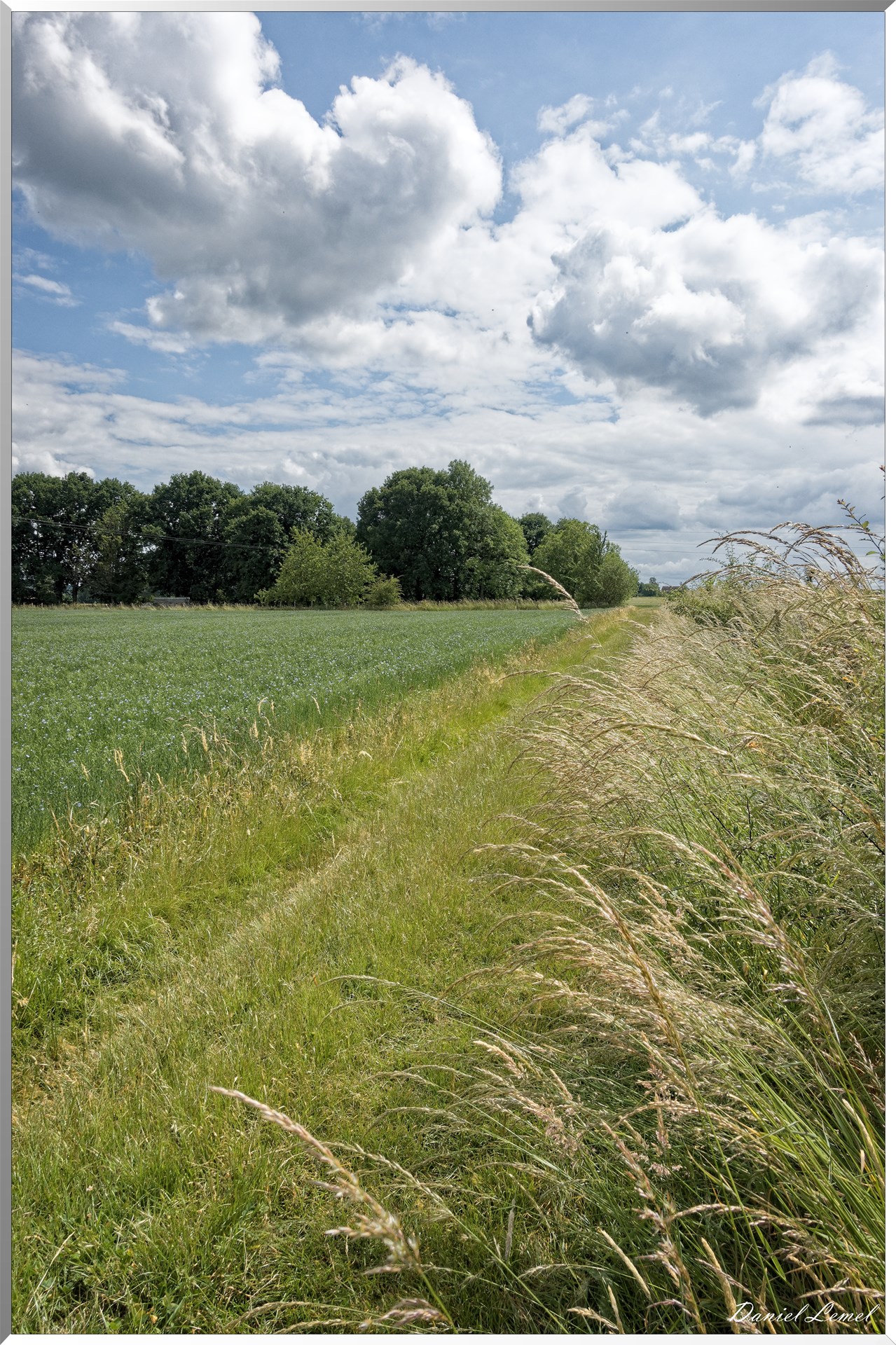 Petite ballade autour du champ de lin