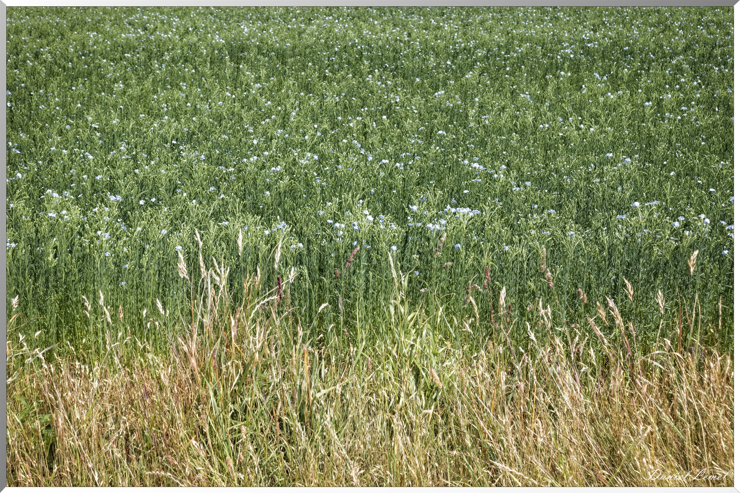 Petite ballade autour du champ de lin