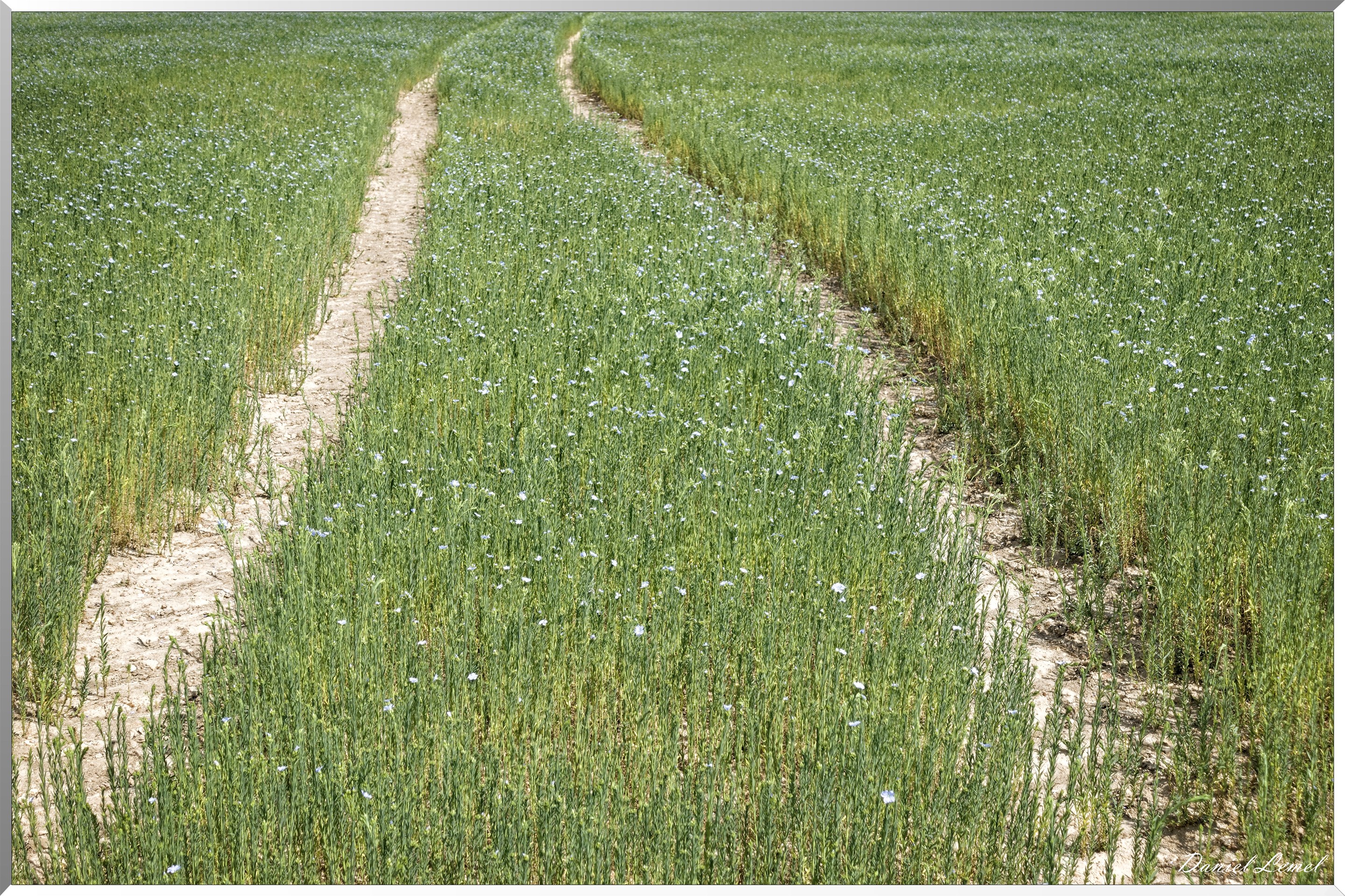Petite ballade autour du champ de lin