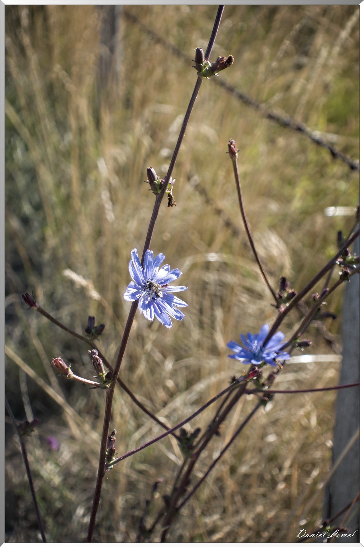 Saint-Pierre-de-Bailleul
