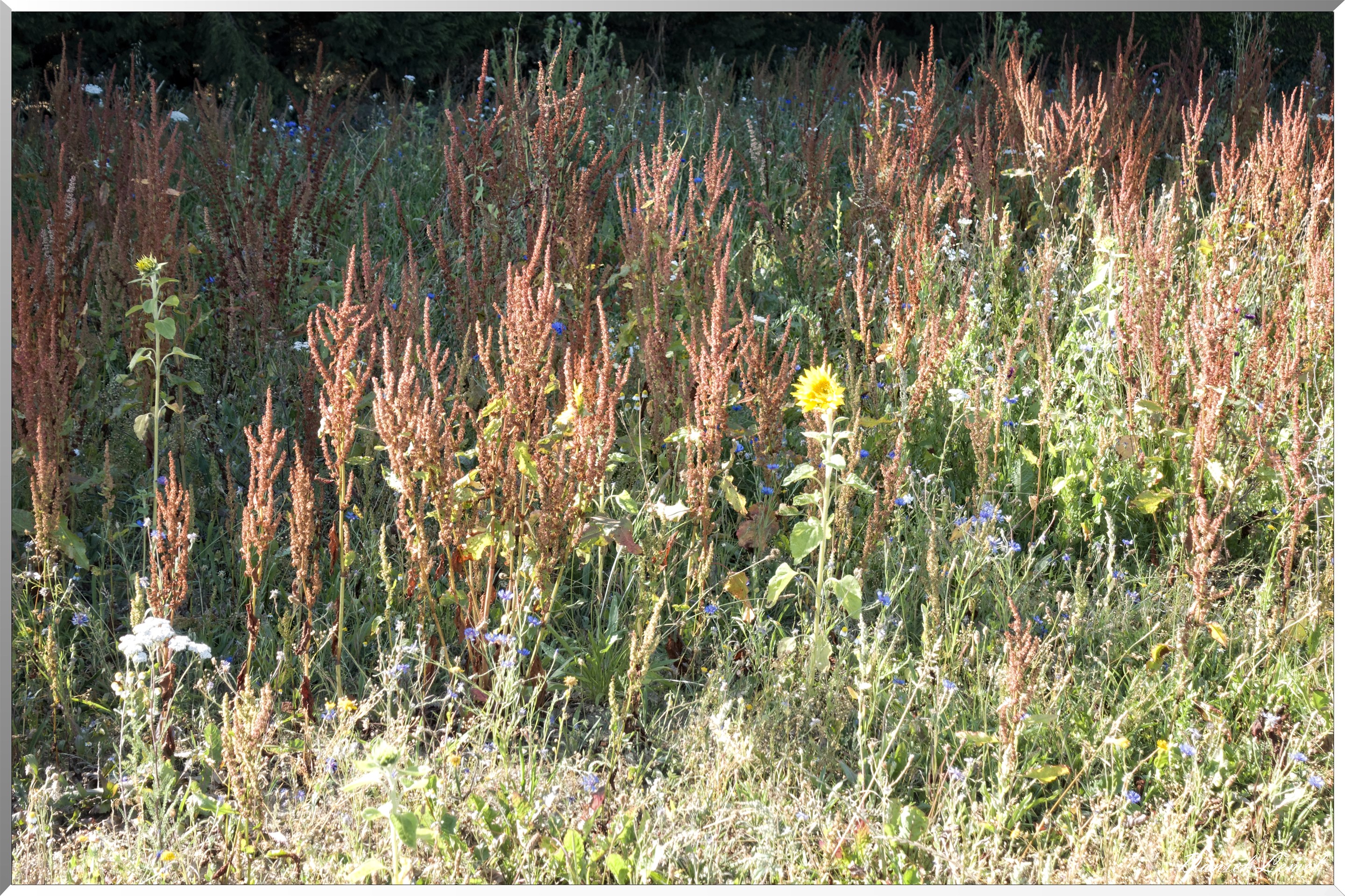 Saint-Pierre-de-Bailleul