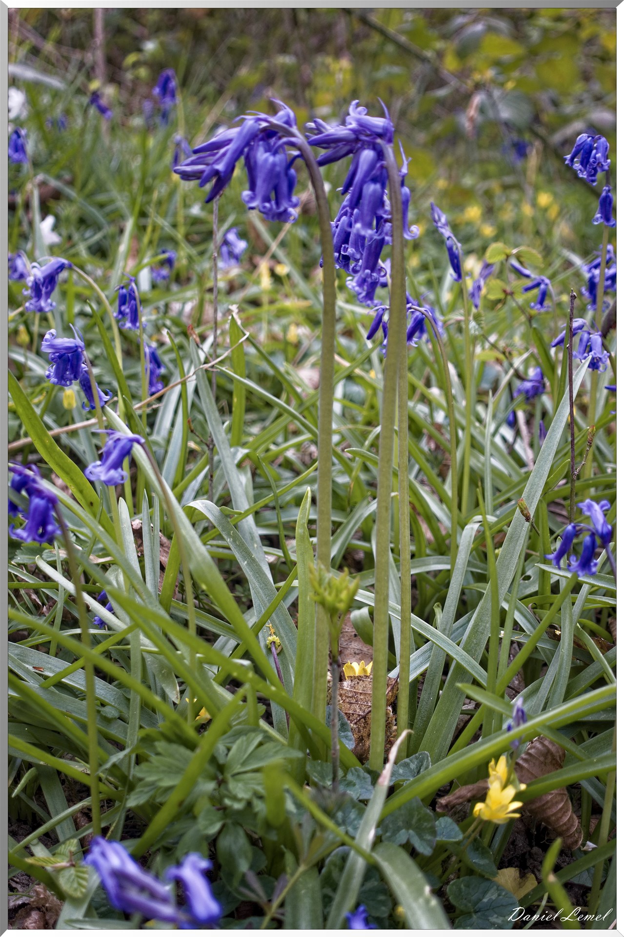 Saint-Pierre-de-Bailleul