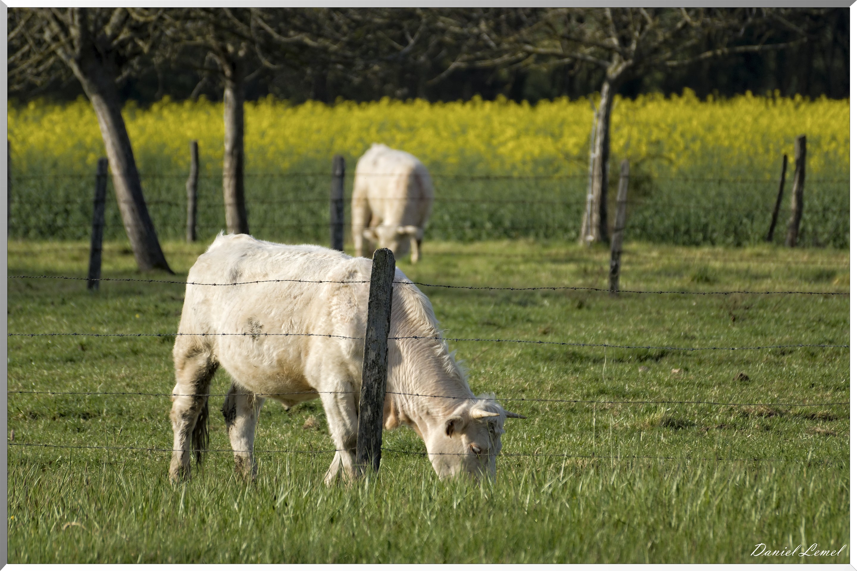 Saint-Pierre-de-Bailleul